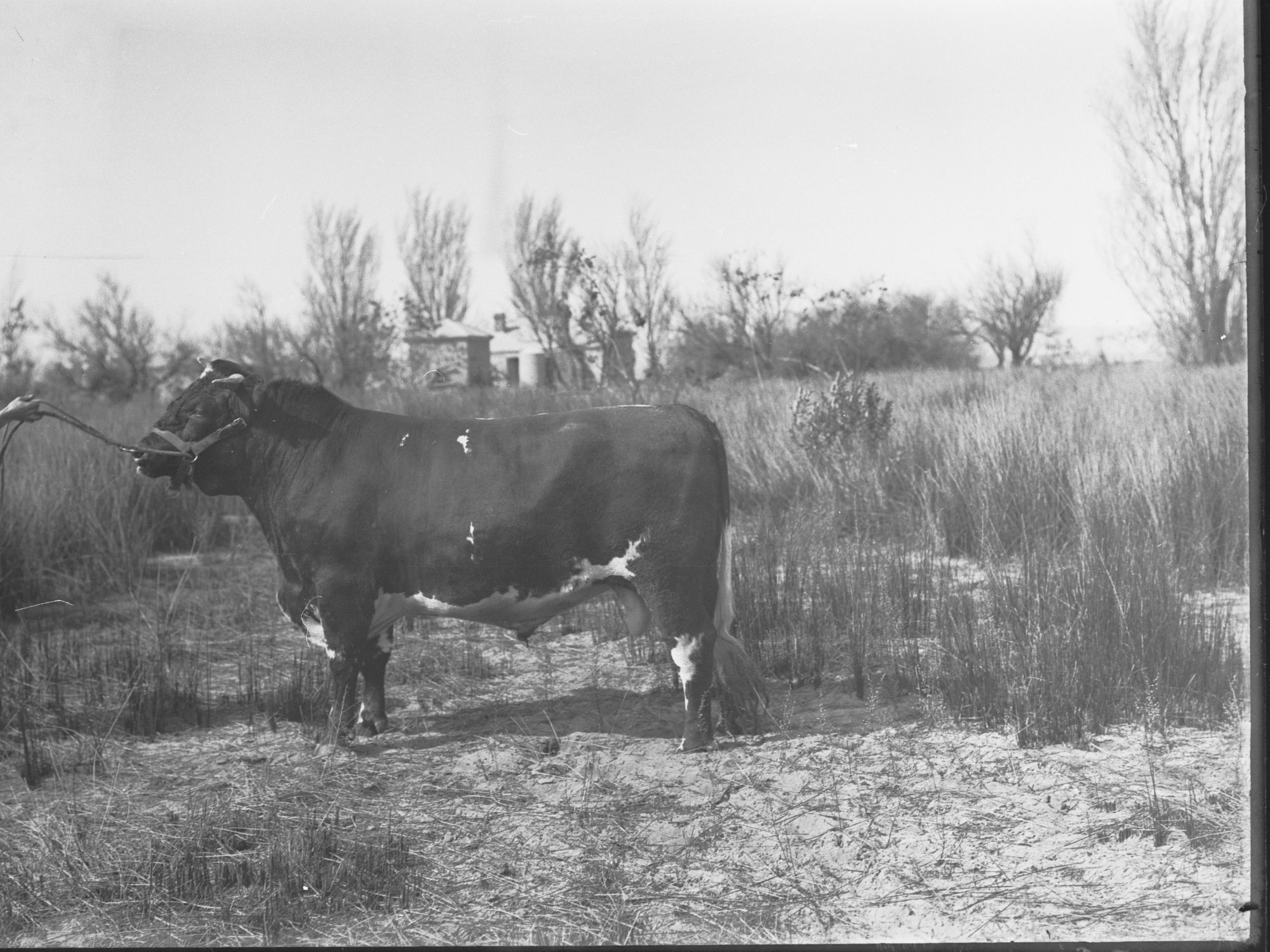 Prize Bull  at Adelaide Show