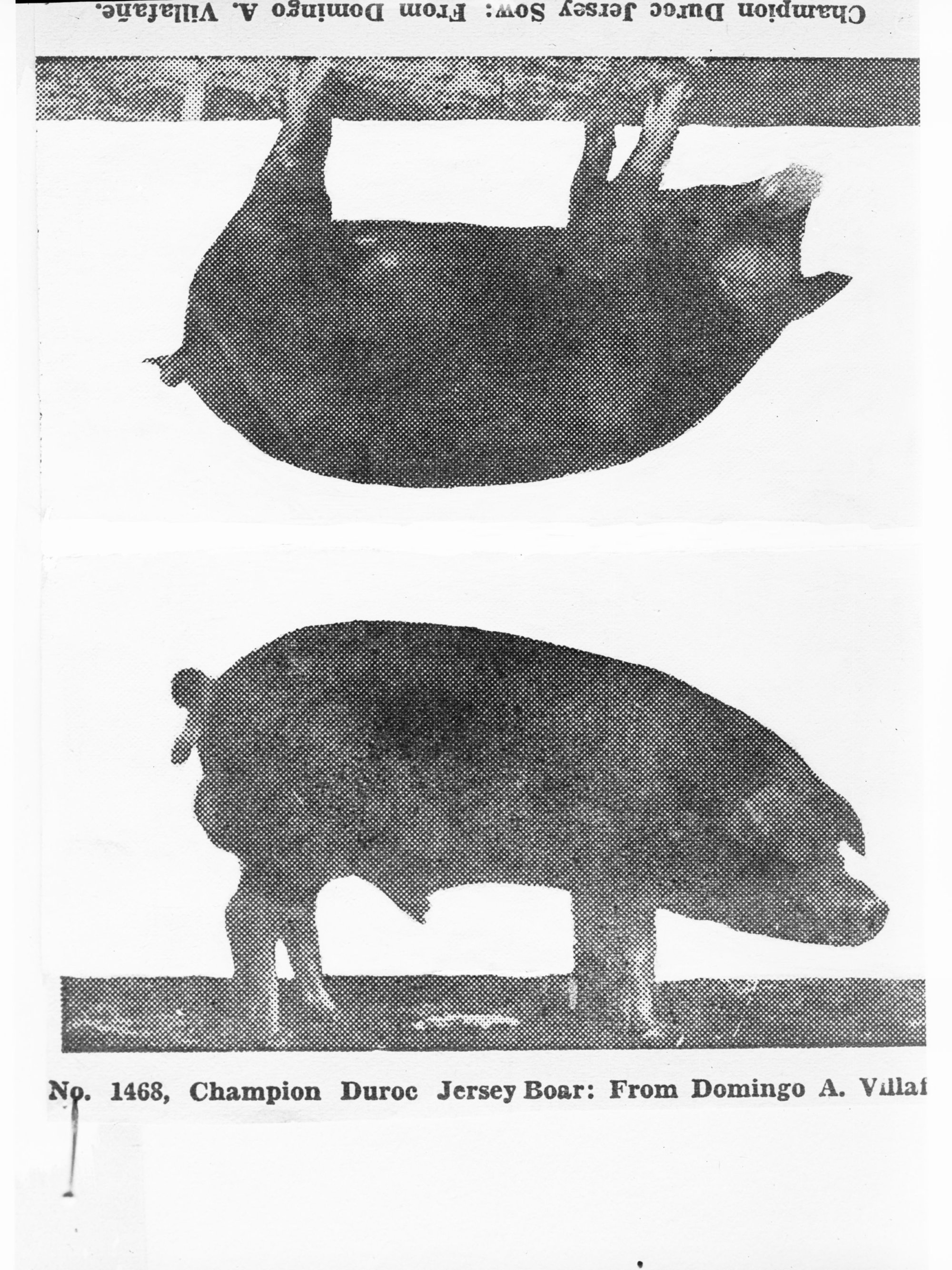 Picture of a Champion Duroc Jersey Boar and Cow - two separate photographs taken together