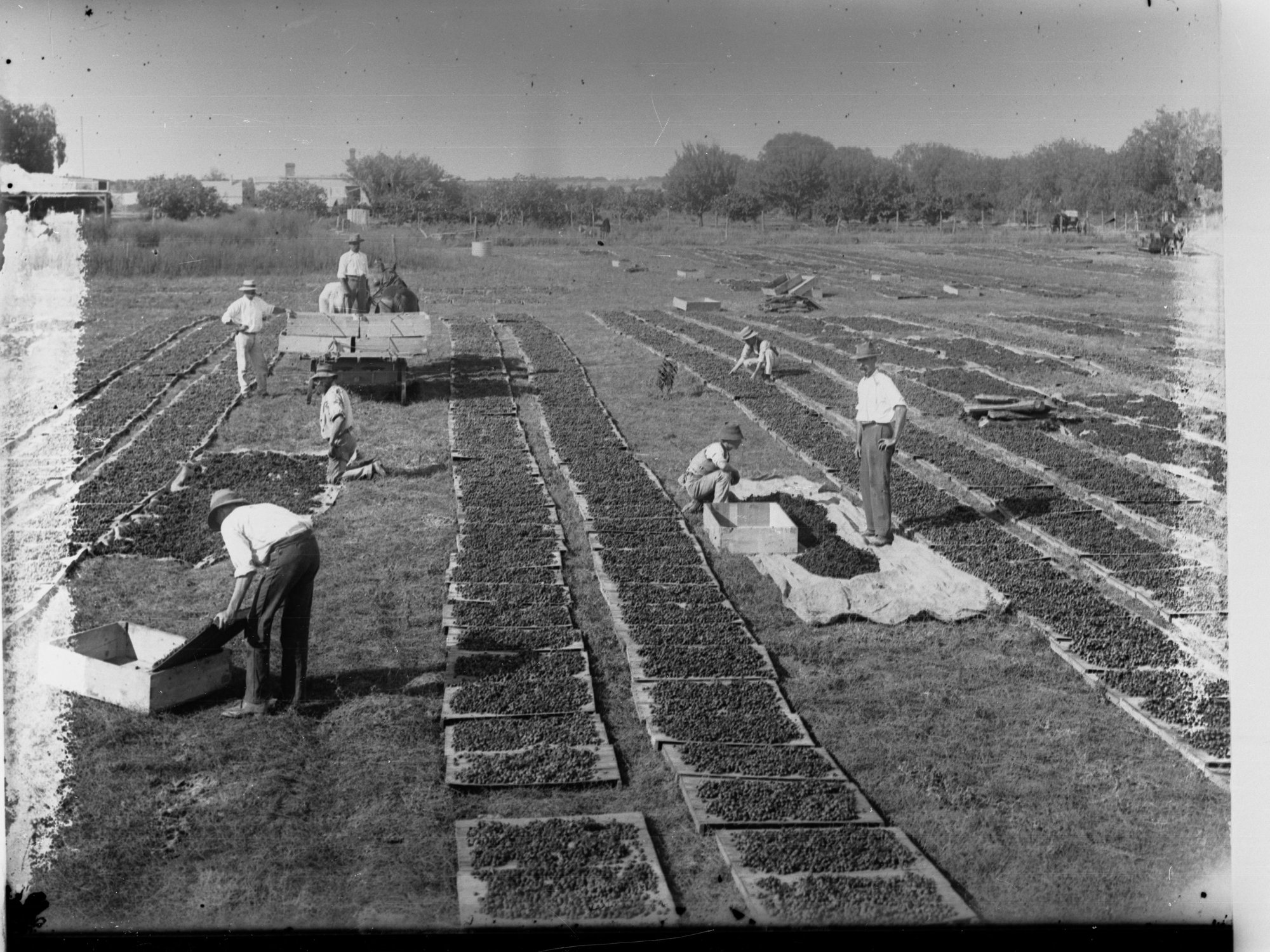 Raisin Drying at Renmark