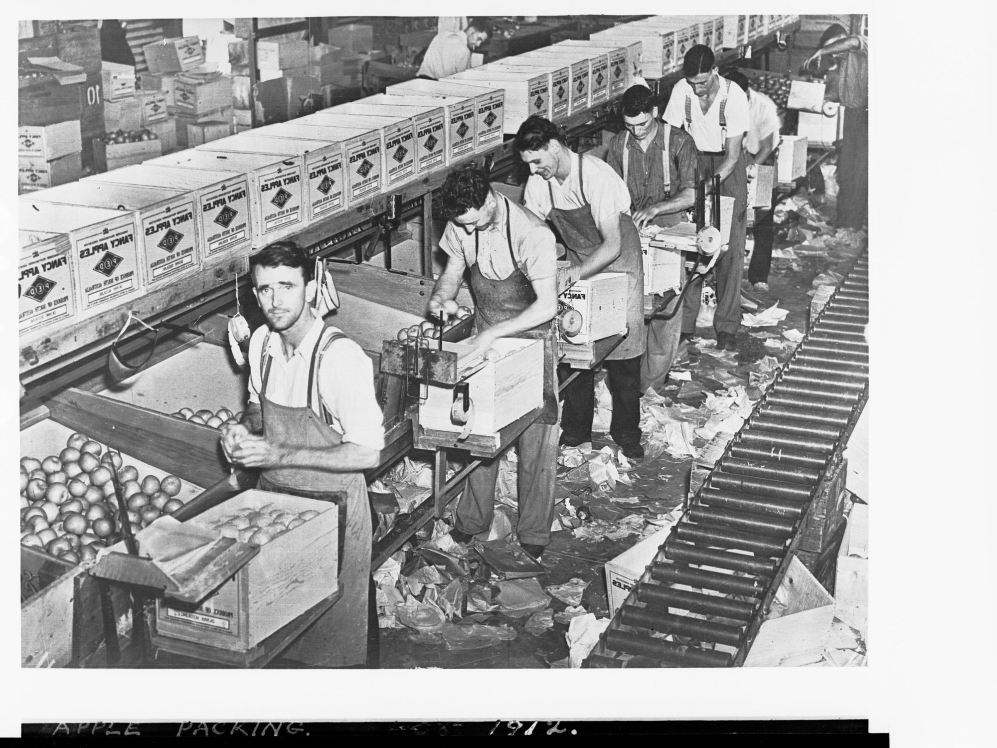 Apple Packing Showing Men at Work