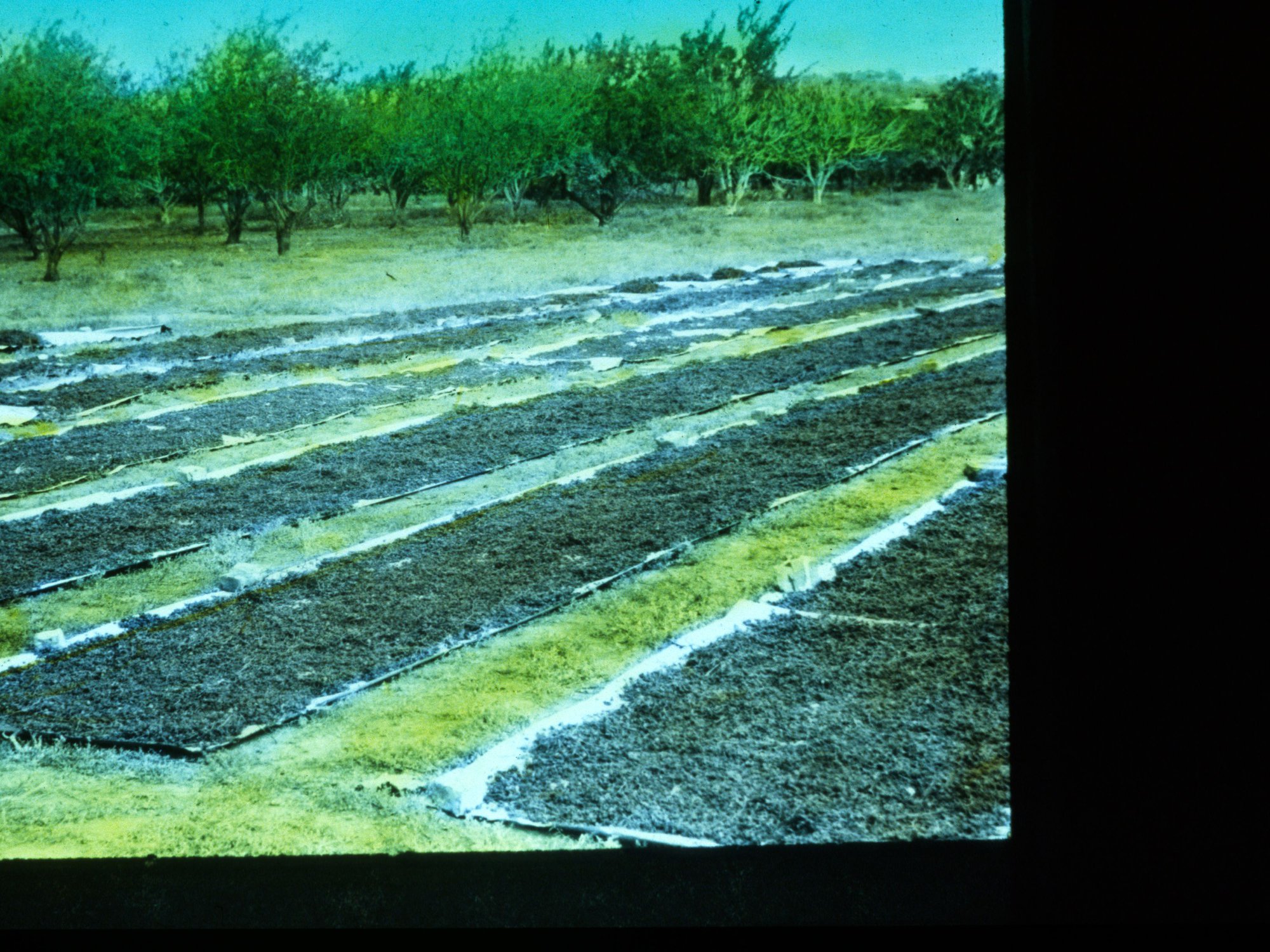 Dried Grapes Laying Out in Sun River Murray Scheme