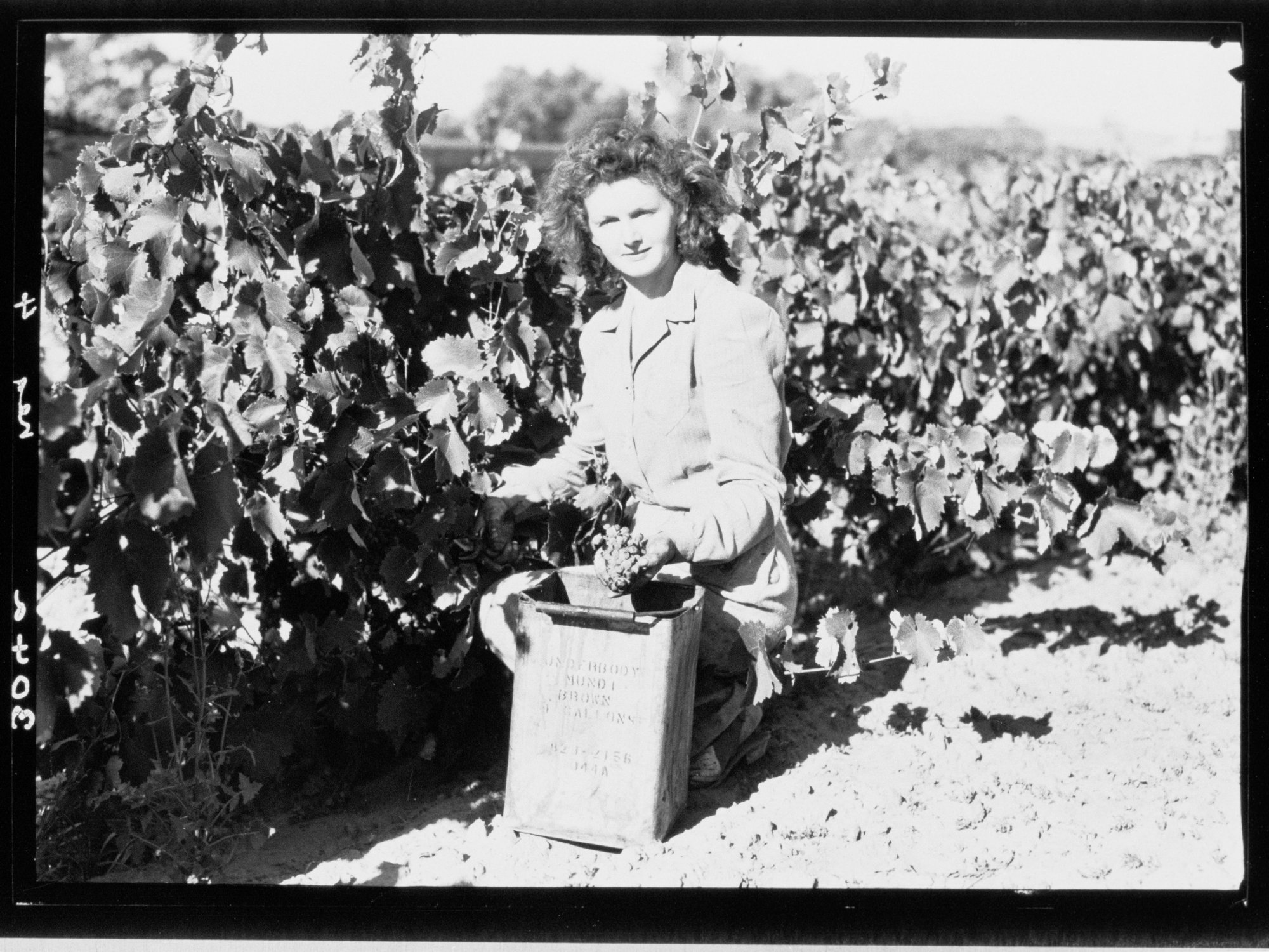 Grape picking - Barossa Valley