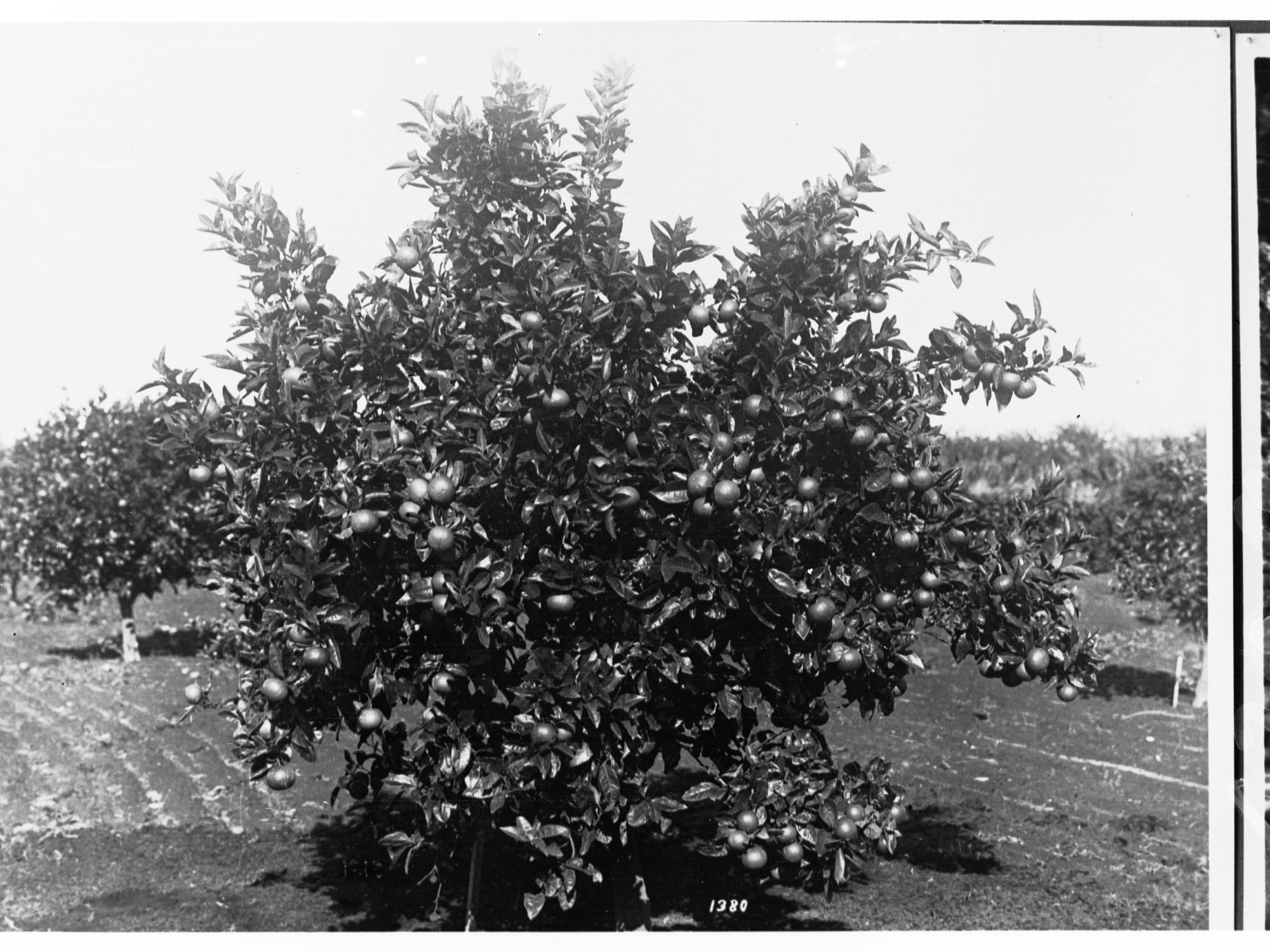 Orange Tree in Orchard