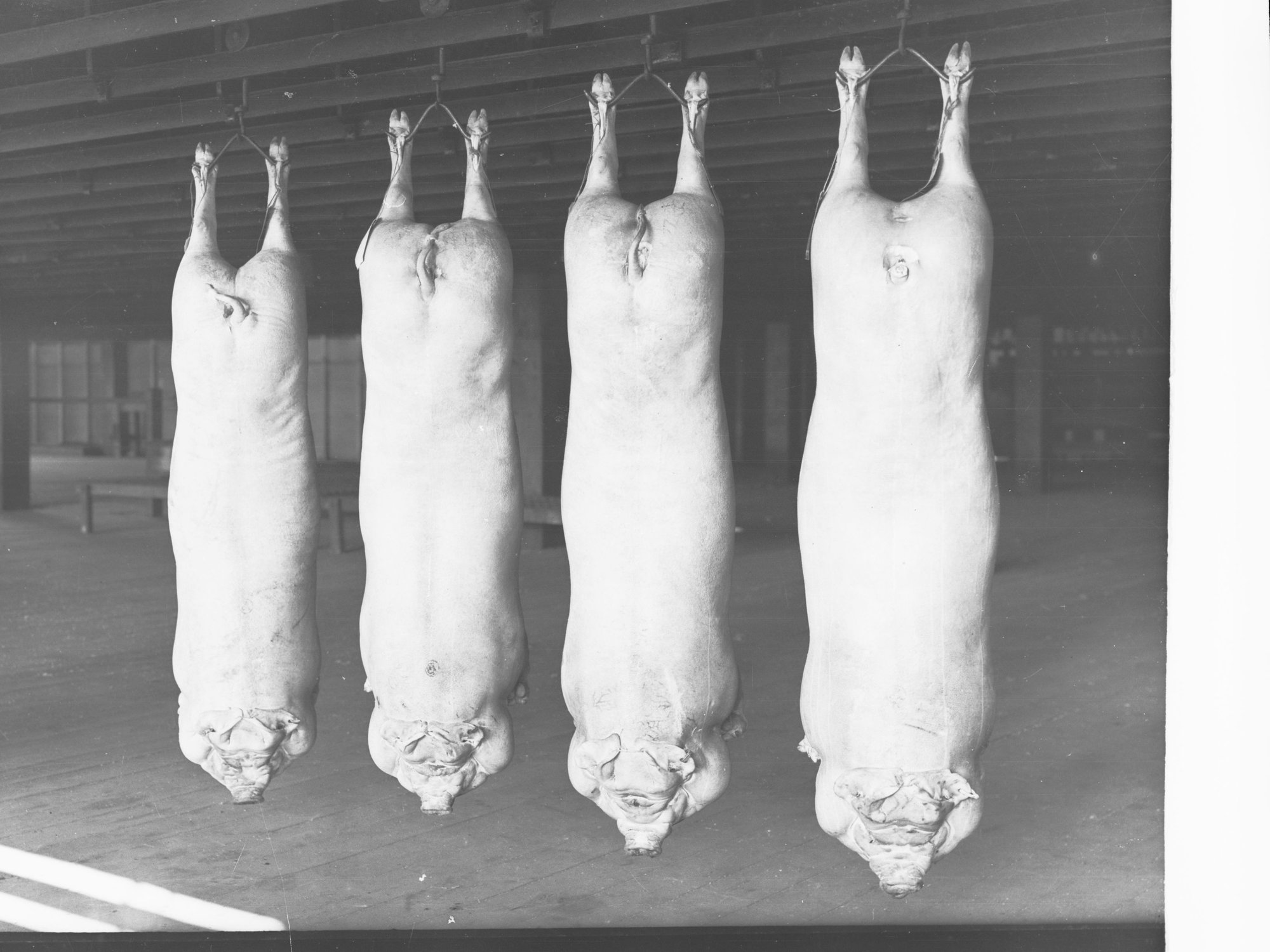 Roseworthy College Export Pigs Produce Department