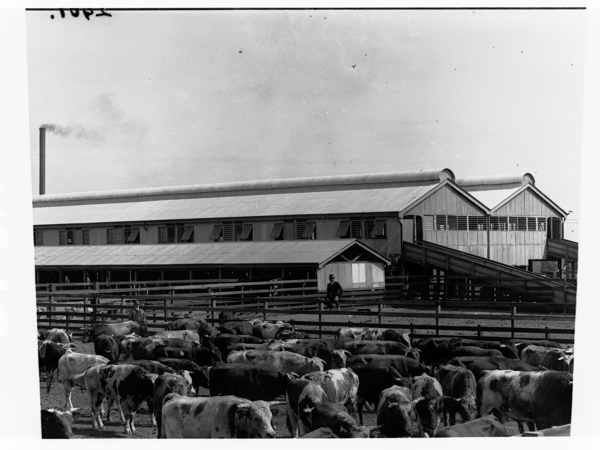 Cattle yarded - Government produce export