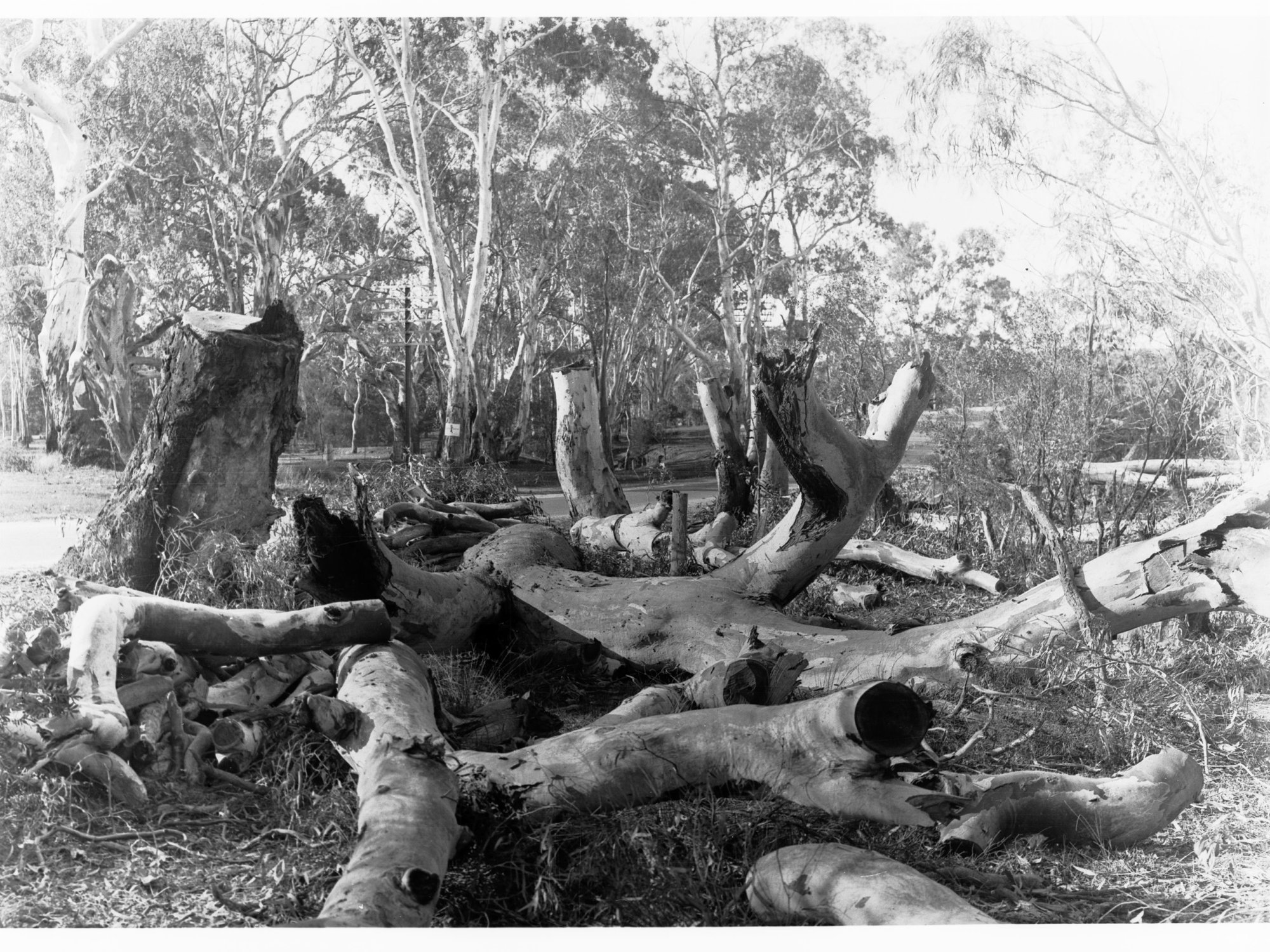 Cut down trees at Sandy Creek and Lyndoch
