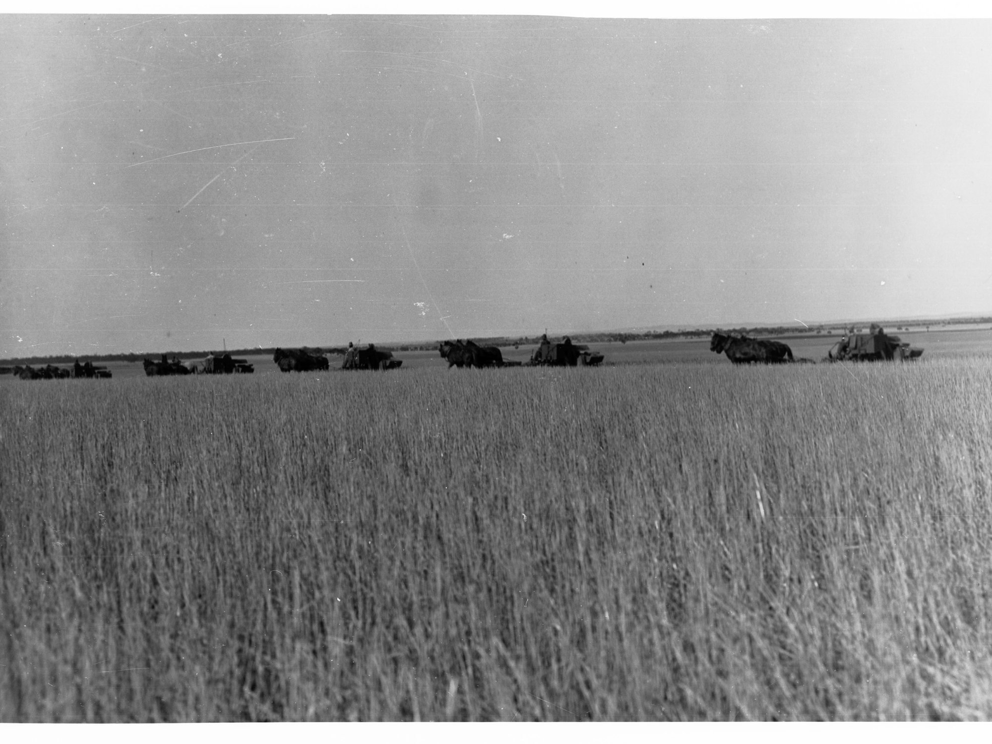 Harvester at Work Mount Templeton Estate