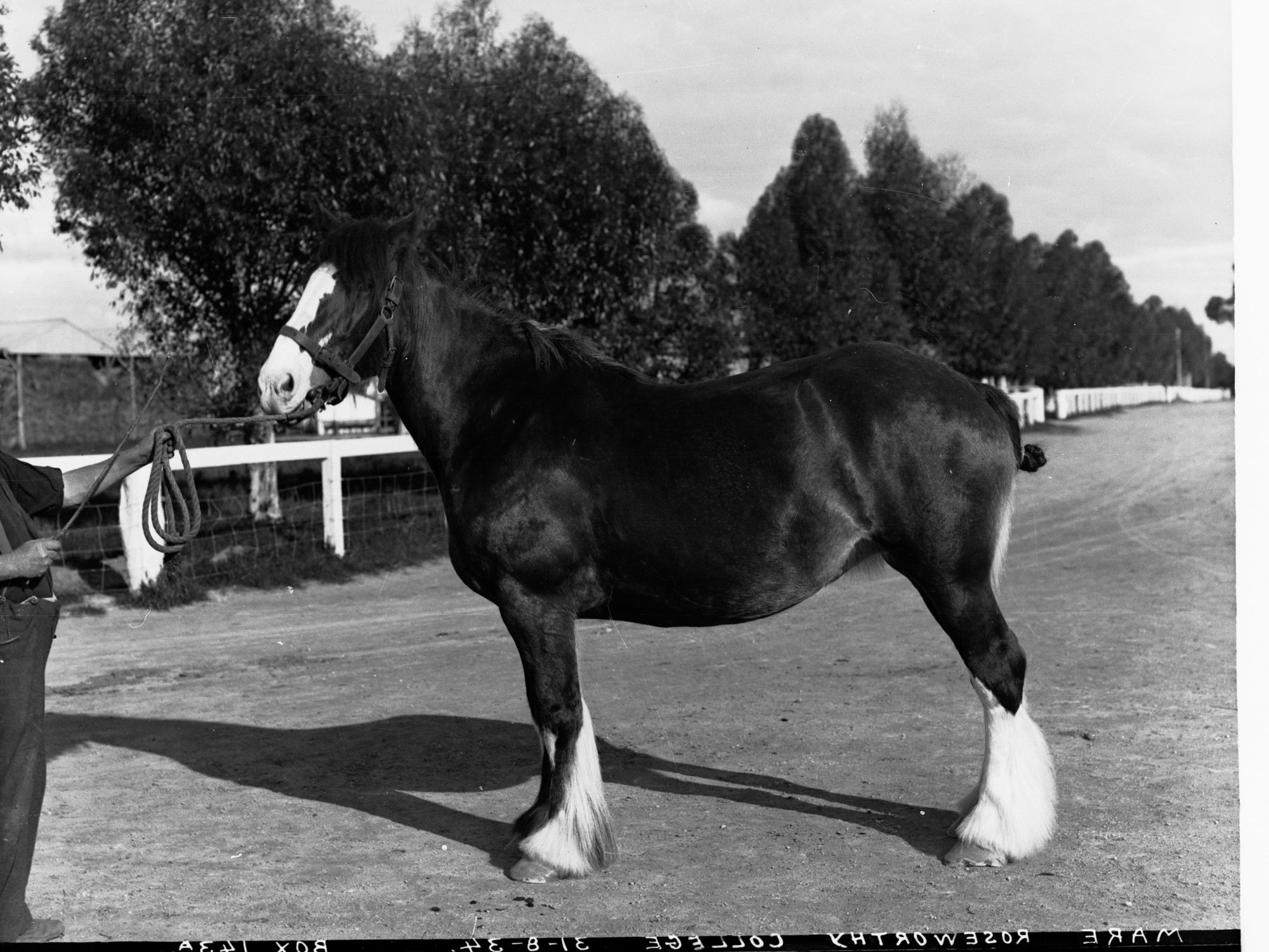 Mare - Roseworthy College