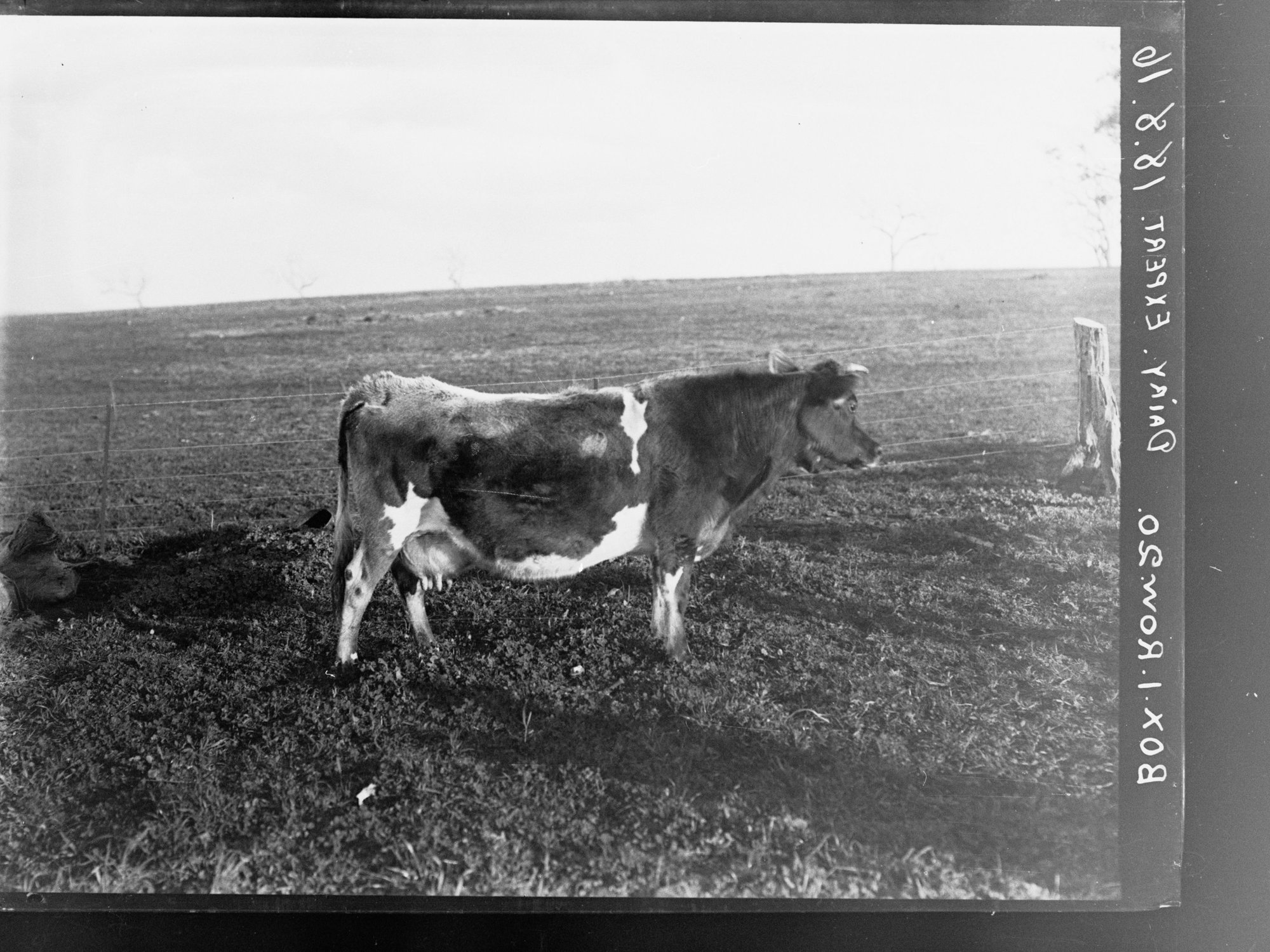 Dairy cow - Mr Hudd's farm, Bletchley, near Strathalbyn