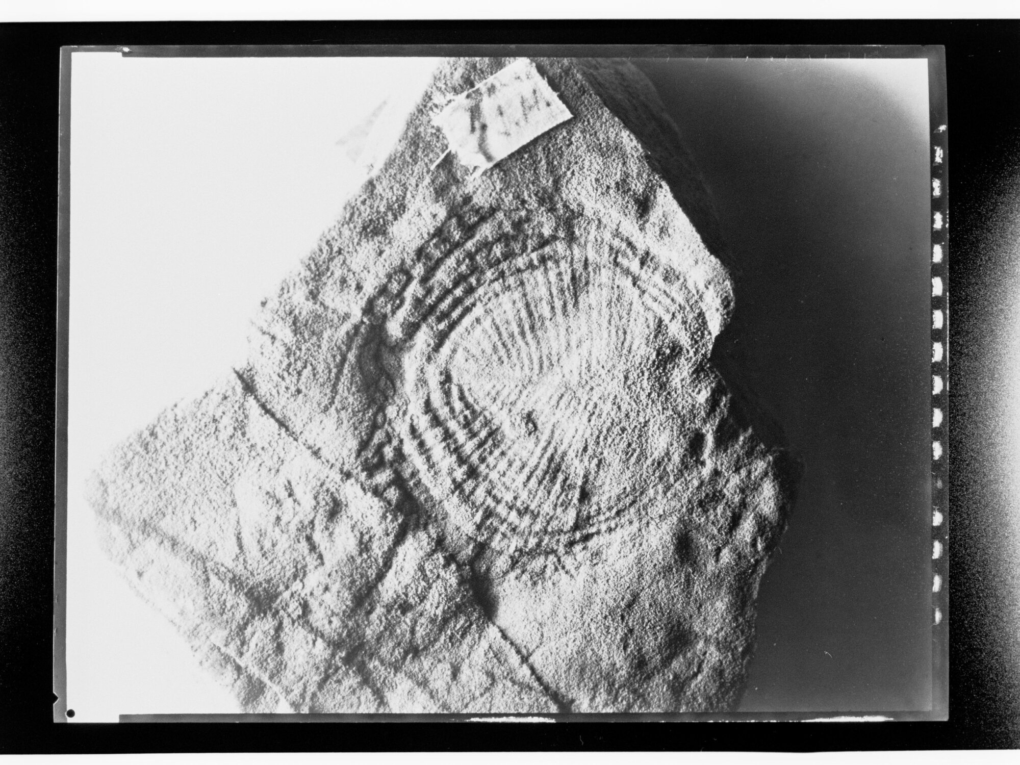 Fossil from Ediacara