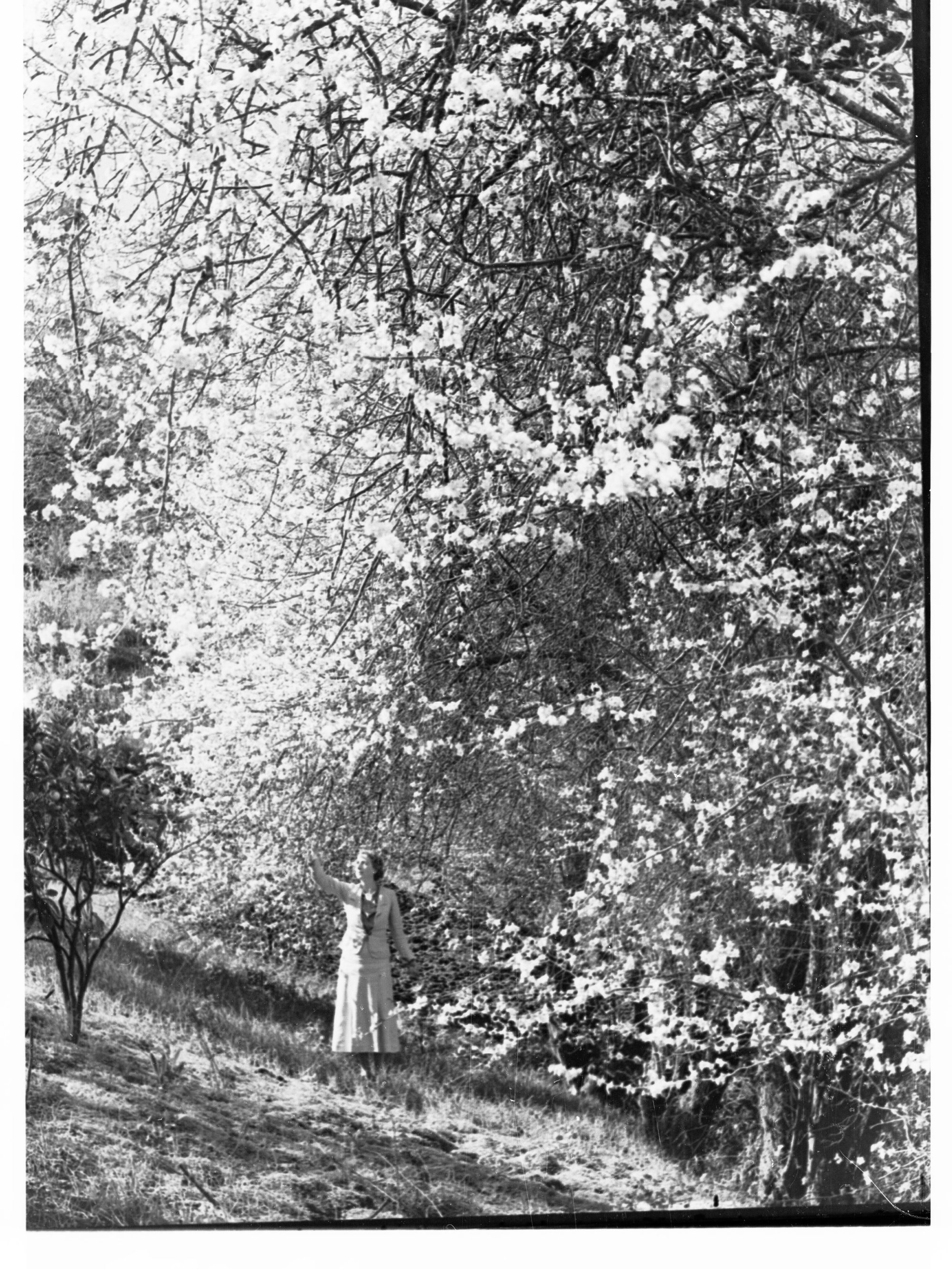 Almond Blossom Near Montacute Showing a Woman Standing Nearby