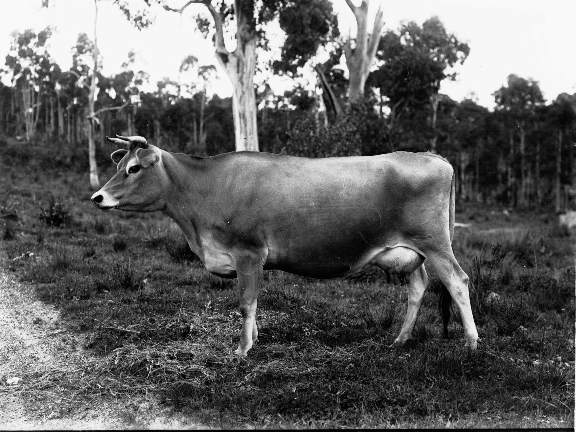 Jersey Cow at Balhannah