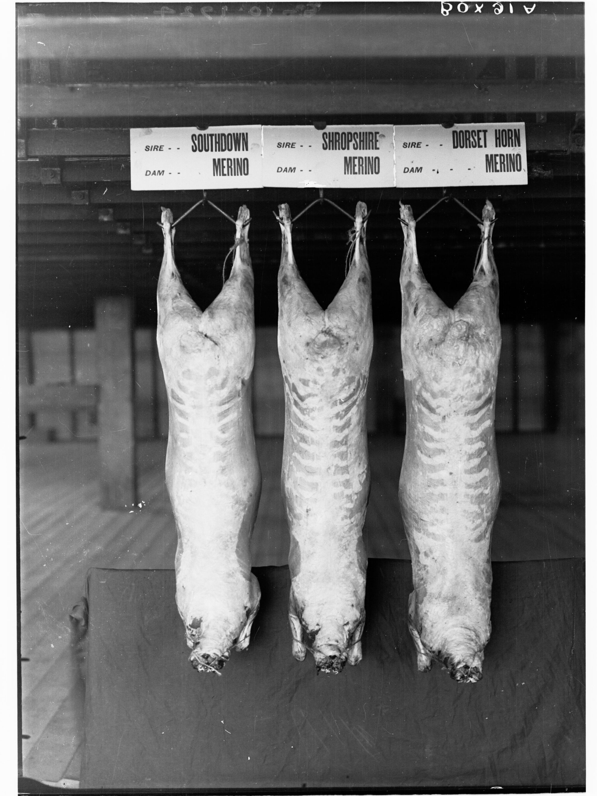 Carcasses hanging in a cool room - Agricultural Department