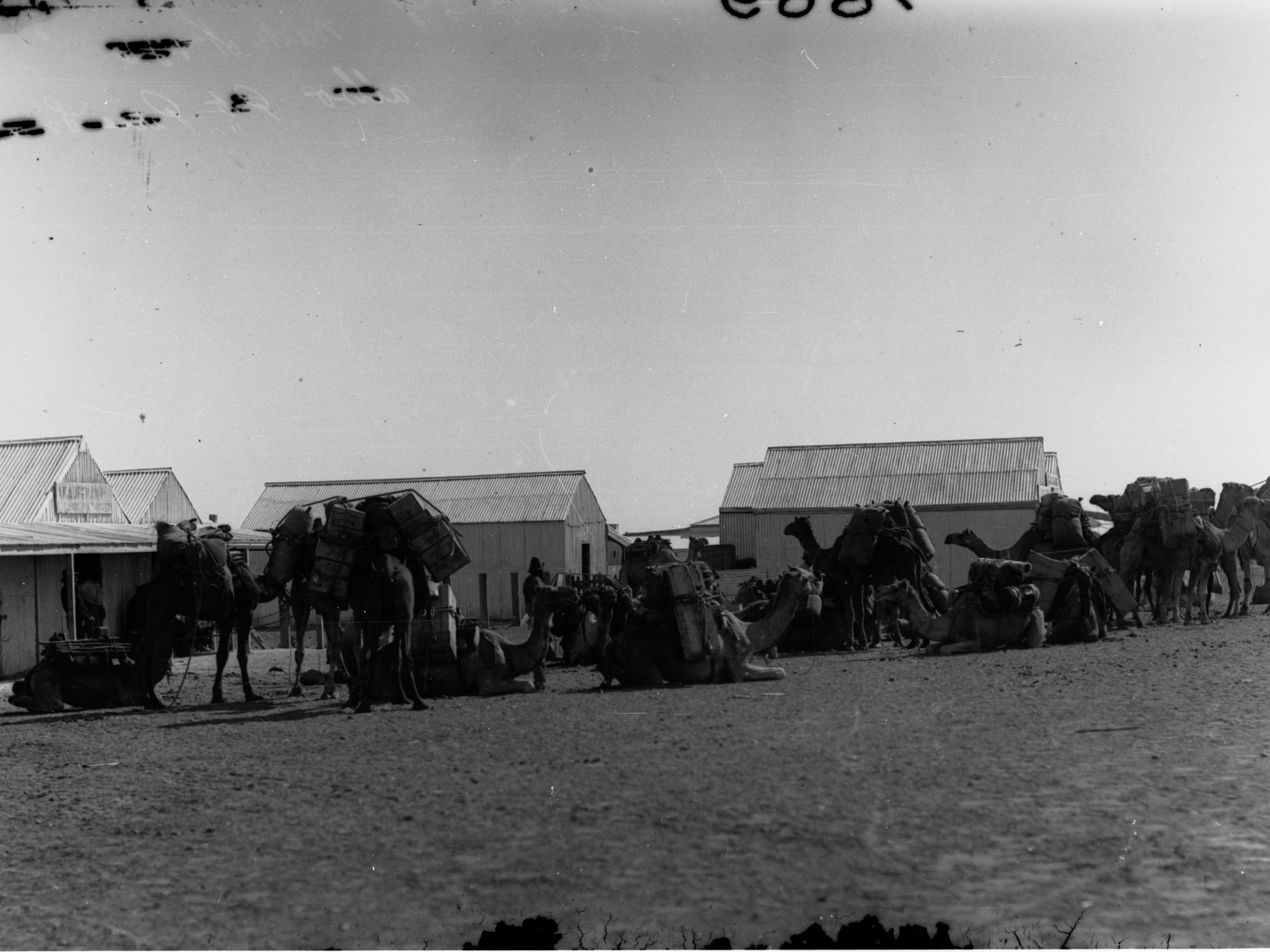 Euroonda Station showing camels being loaded