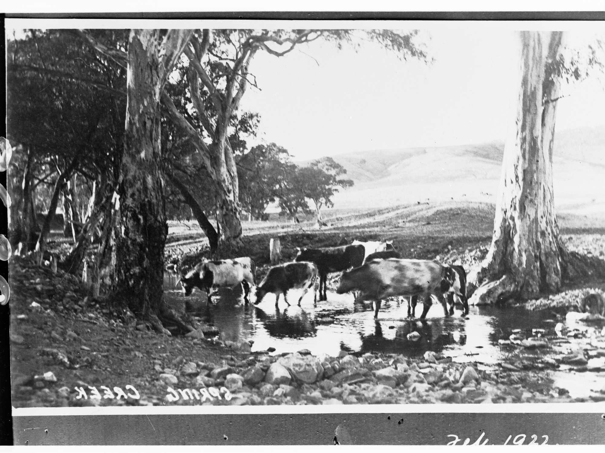 Spring Creek, Flinders Ranges - shows cows crossing creek