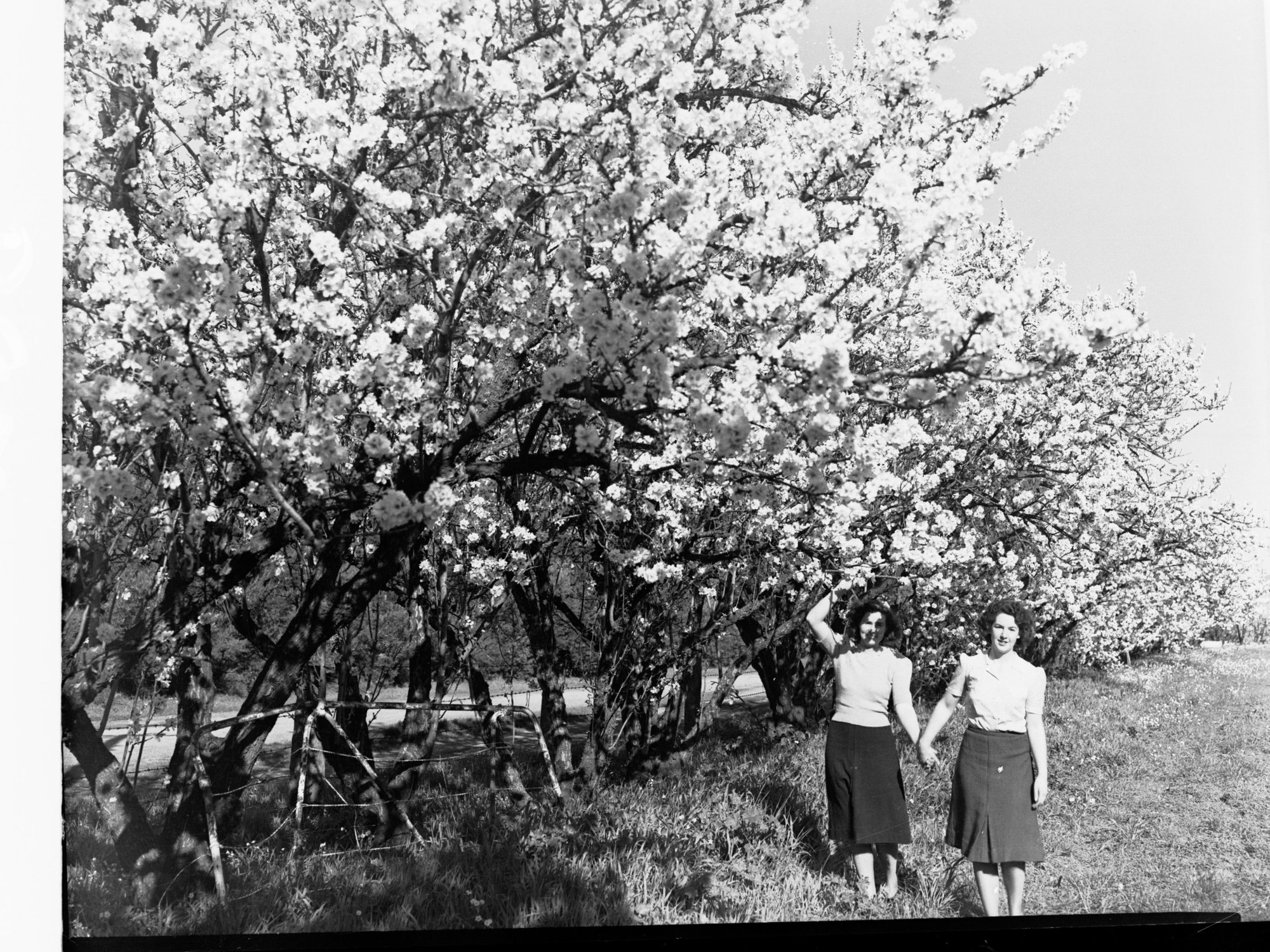 Almond Blosom Trees - ShowingTwo Women