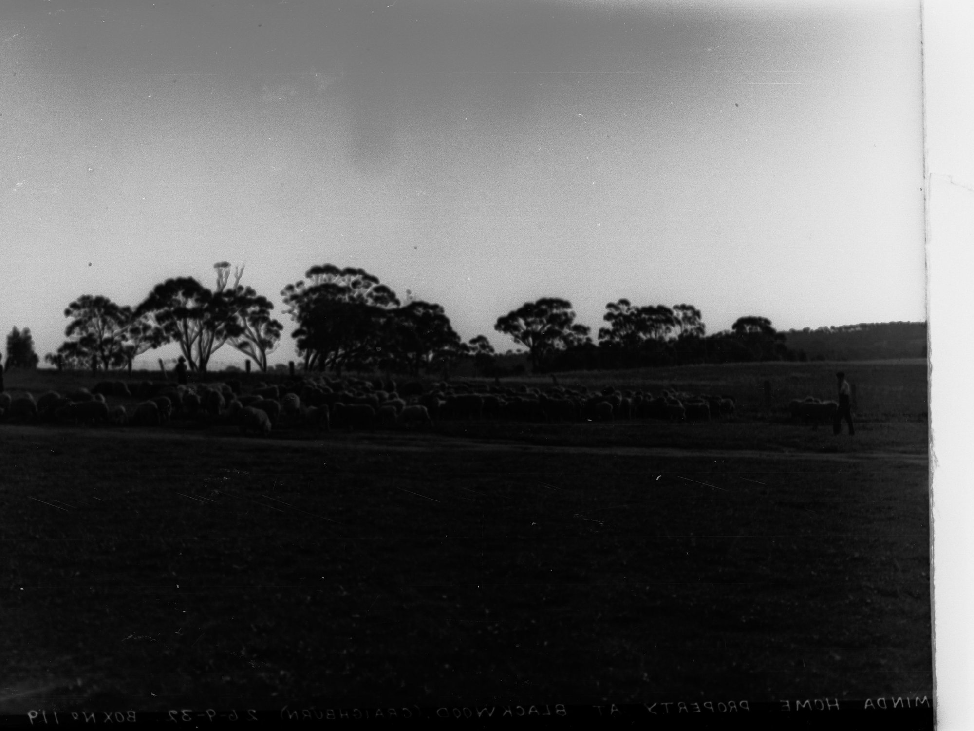 Sheep at Minda Home's Craigburn Farm, Blackwood