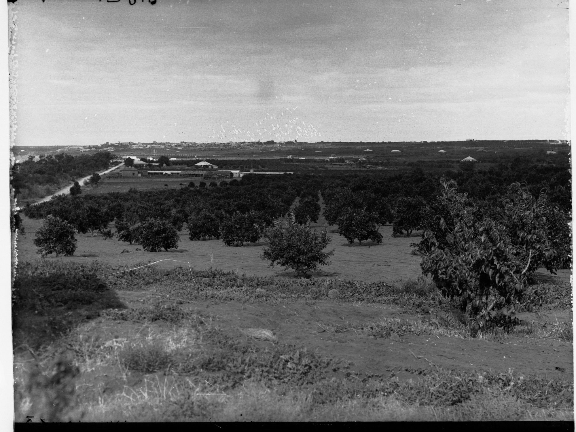Orchard and Vineyard at Waikerie