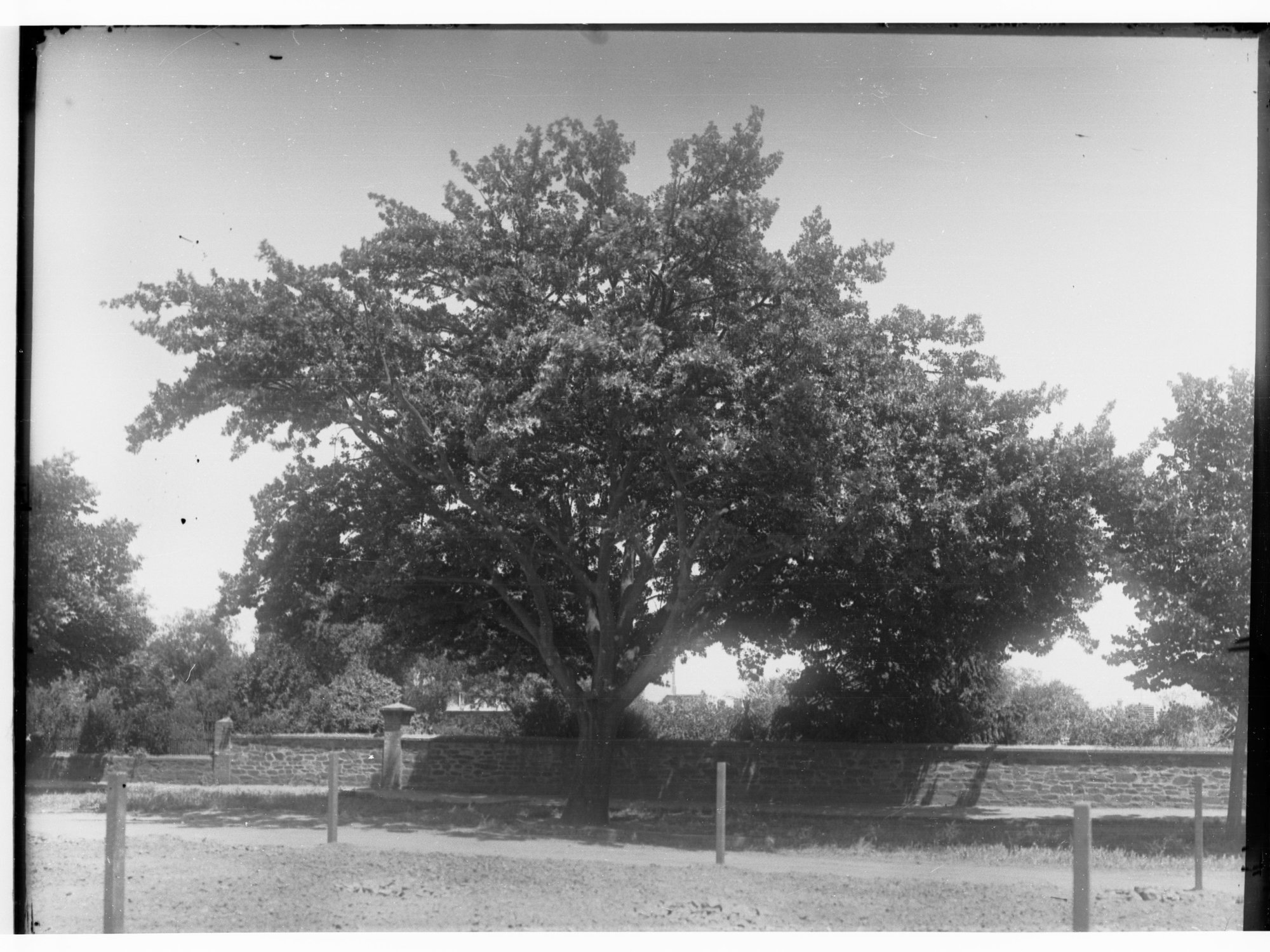 Large Tree in Park