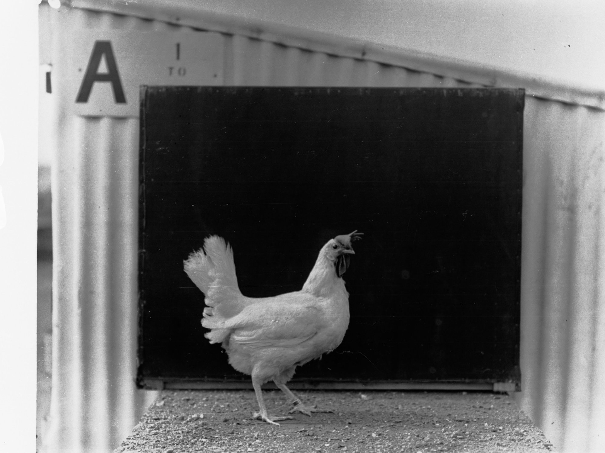 Hen at Parafield Poultry Farm