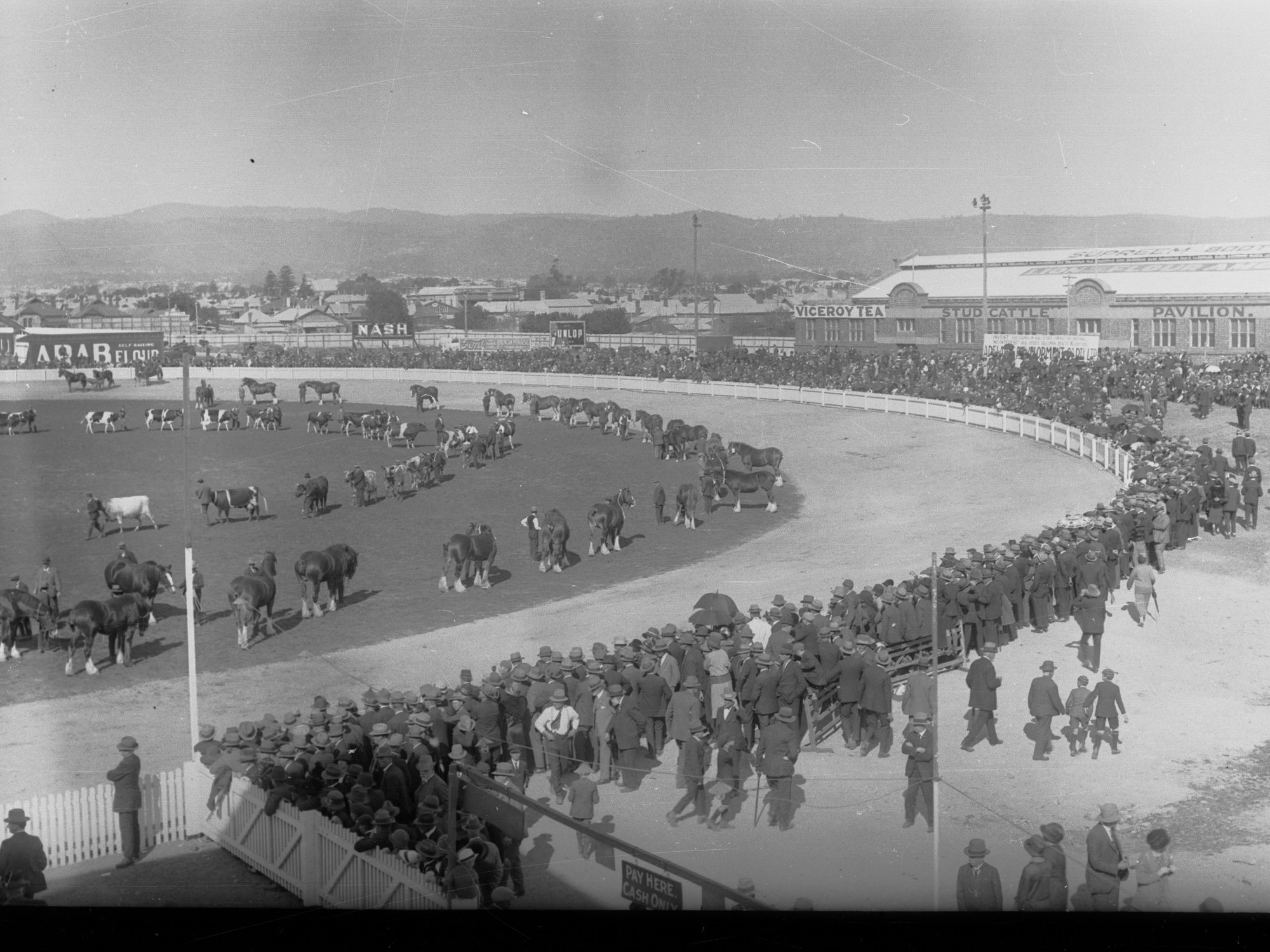 Horses and Cows at the Royal Adelaide Show