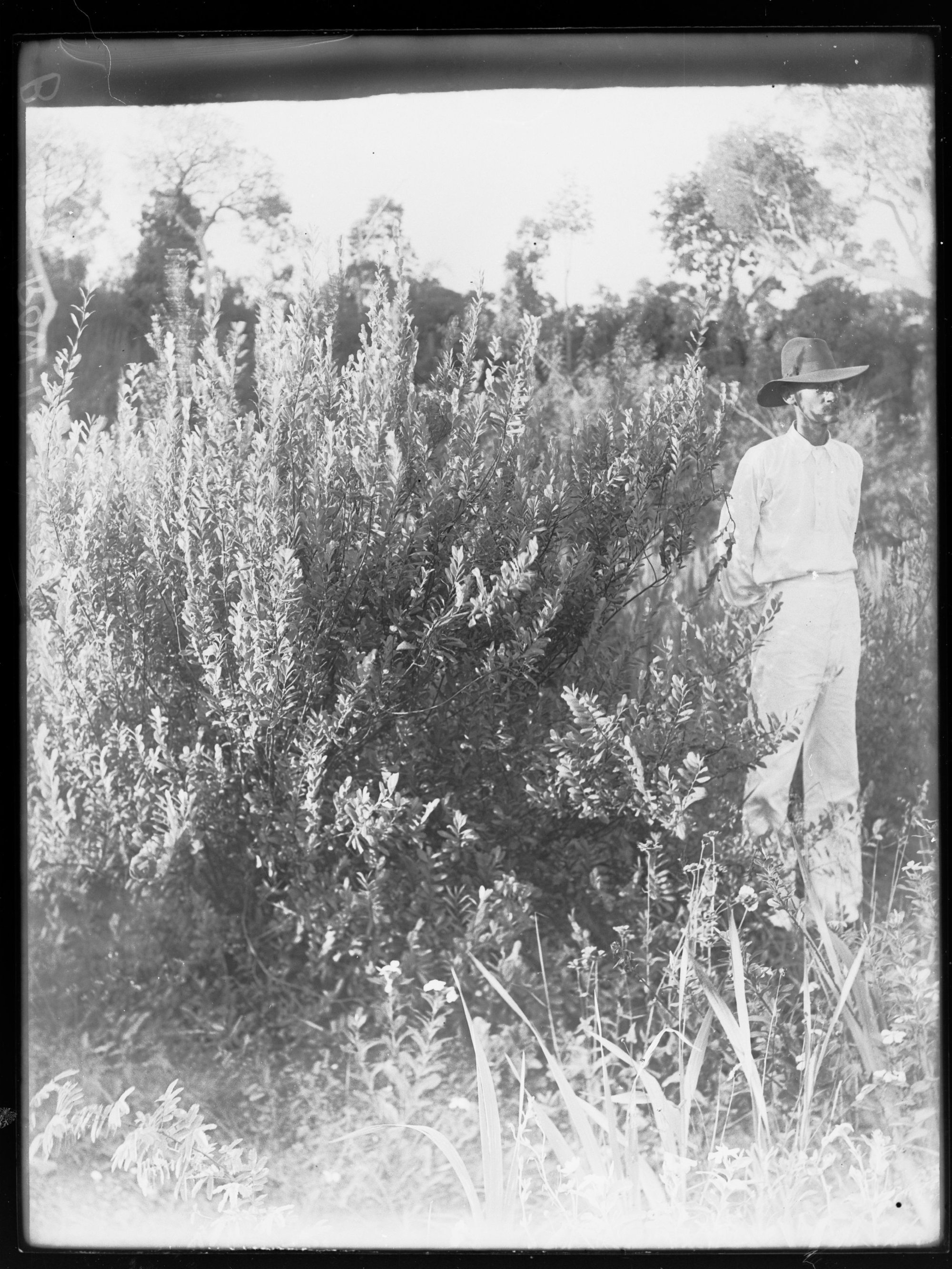 Man standing amongst crops