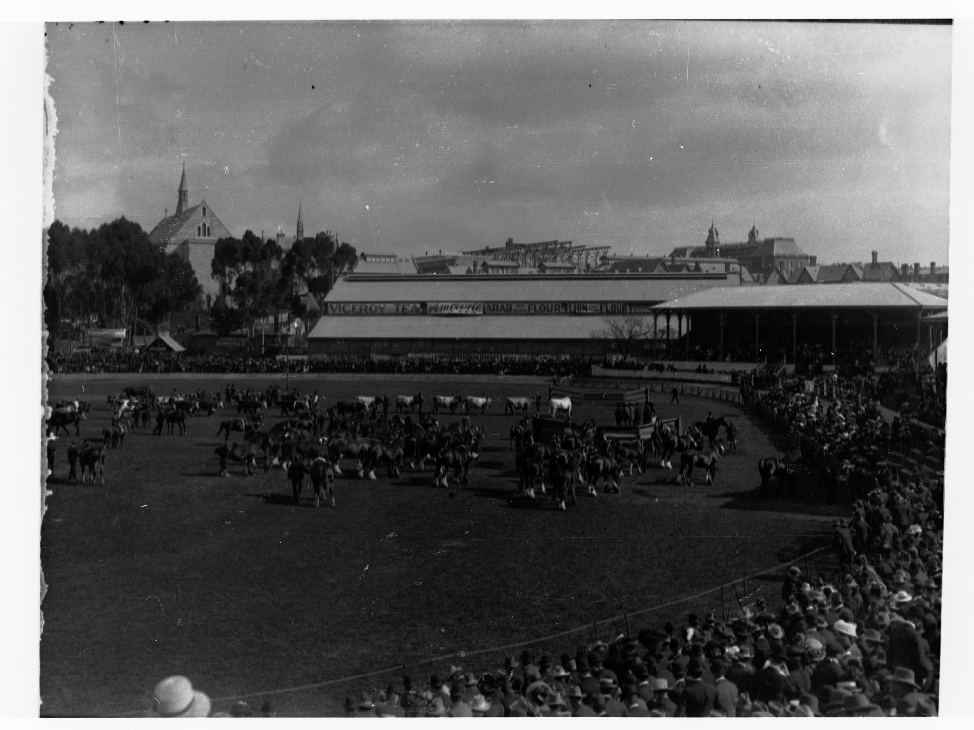 Cattle parade, Adelaide show, also draught horses, Frome Road