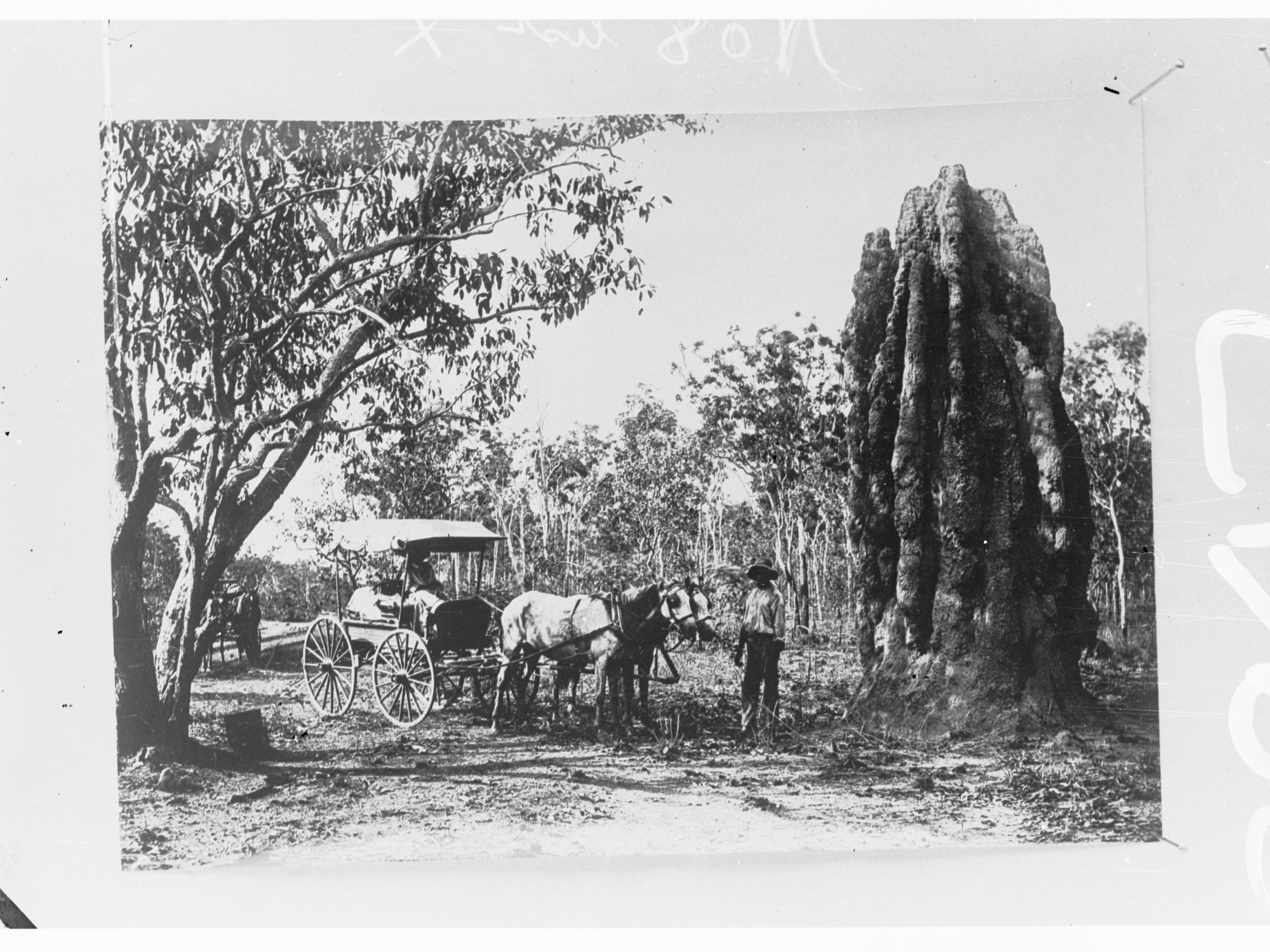 Man standing next to horse and carriage - near large ant hill - Northern Territory