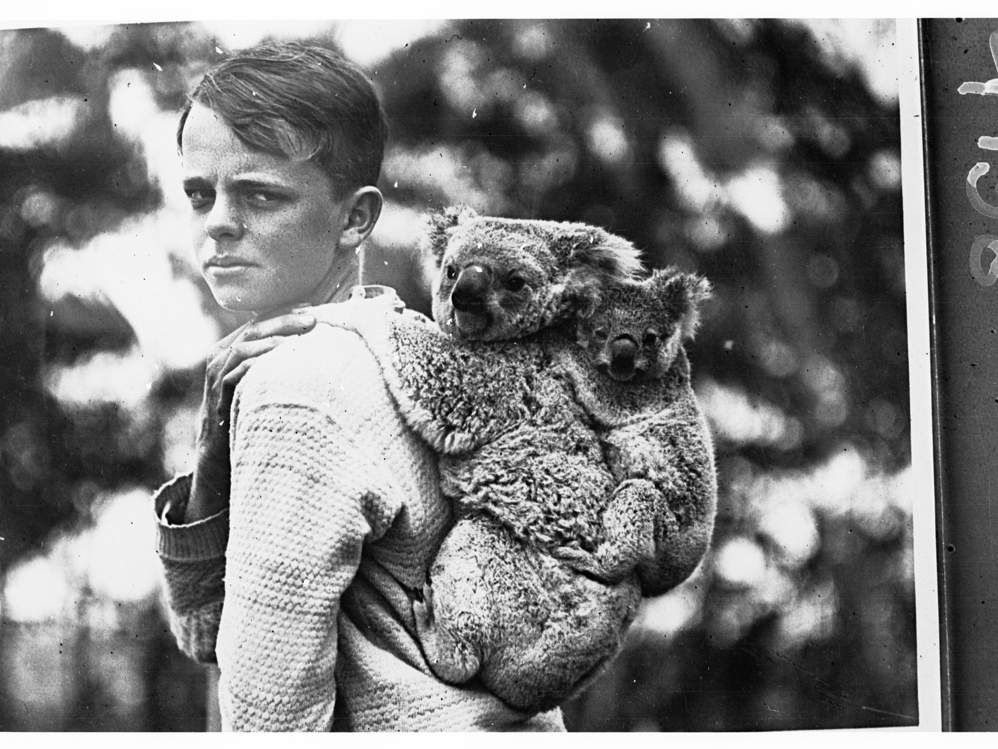 Boy with Koalas