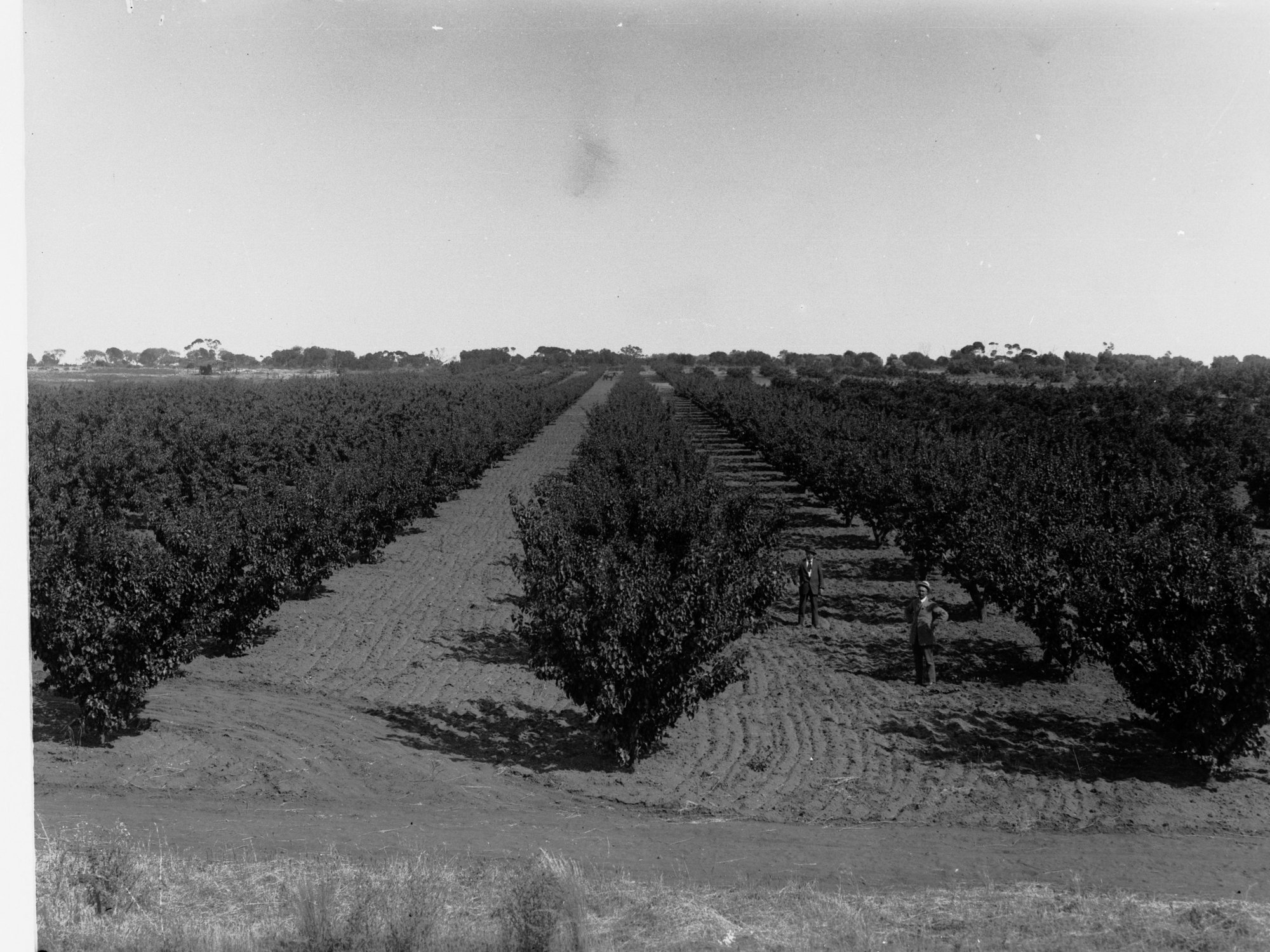 Government Experimental Orchard Berri