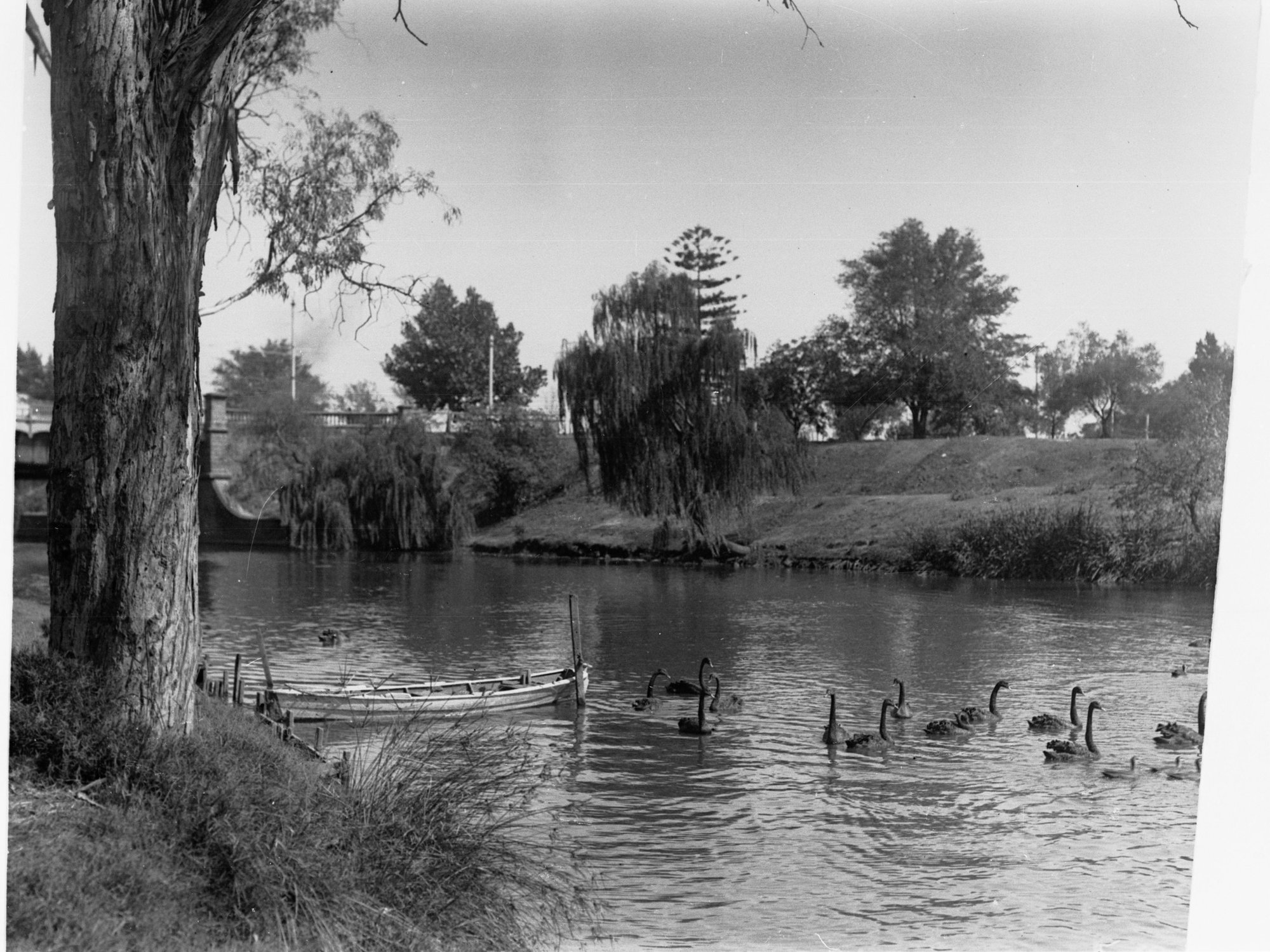River Torrens showing canoe and group of swans swimming nearby