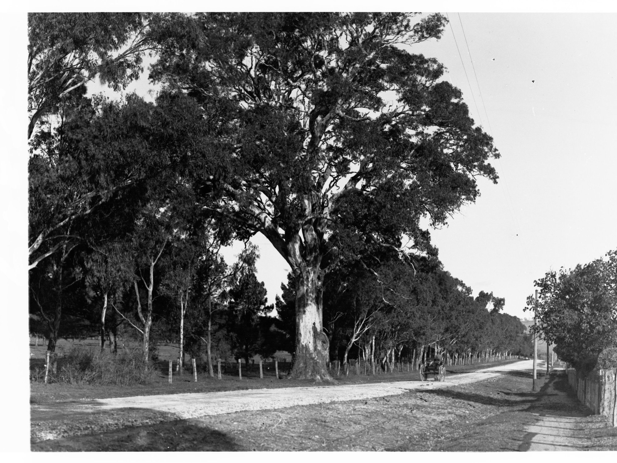 Road Showing Horse and Cart in the Country