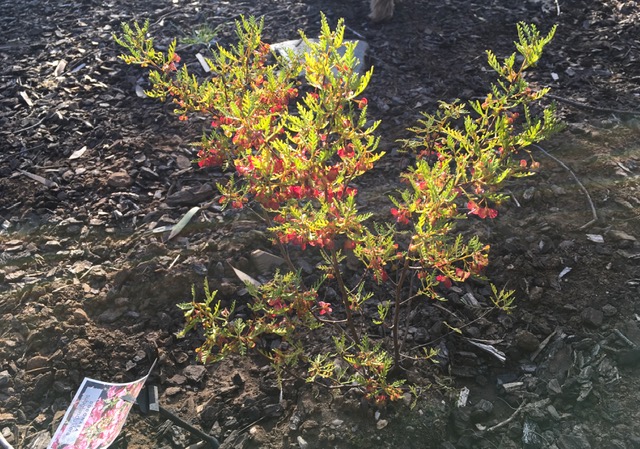 Dodonaea Subglandulifera - Sustaining life in our pandemic