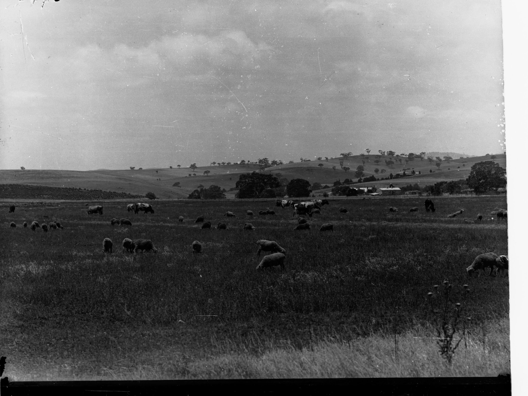 Turretfield Government Stud Farm Sheep and Cows