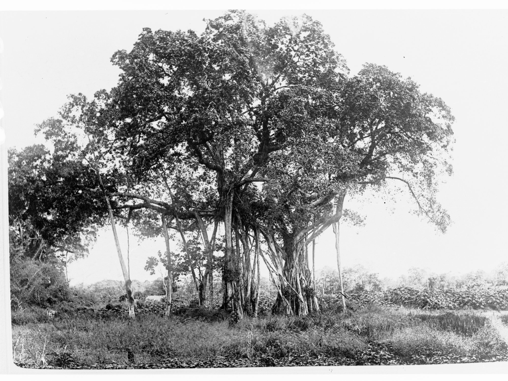Banyan Tree - Botanical Gardens, Port Darwin - Northern Territory