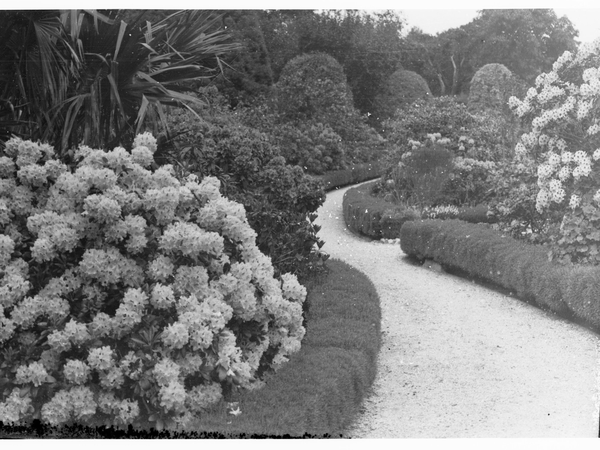 Rhododendrons at Mount Lofty Gardens