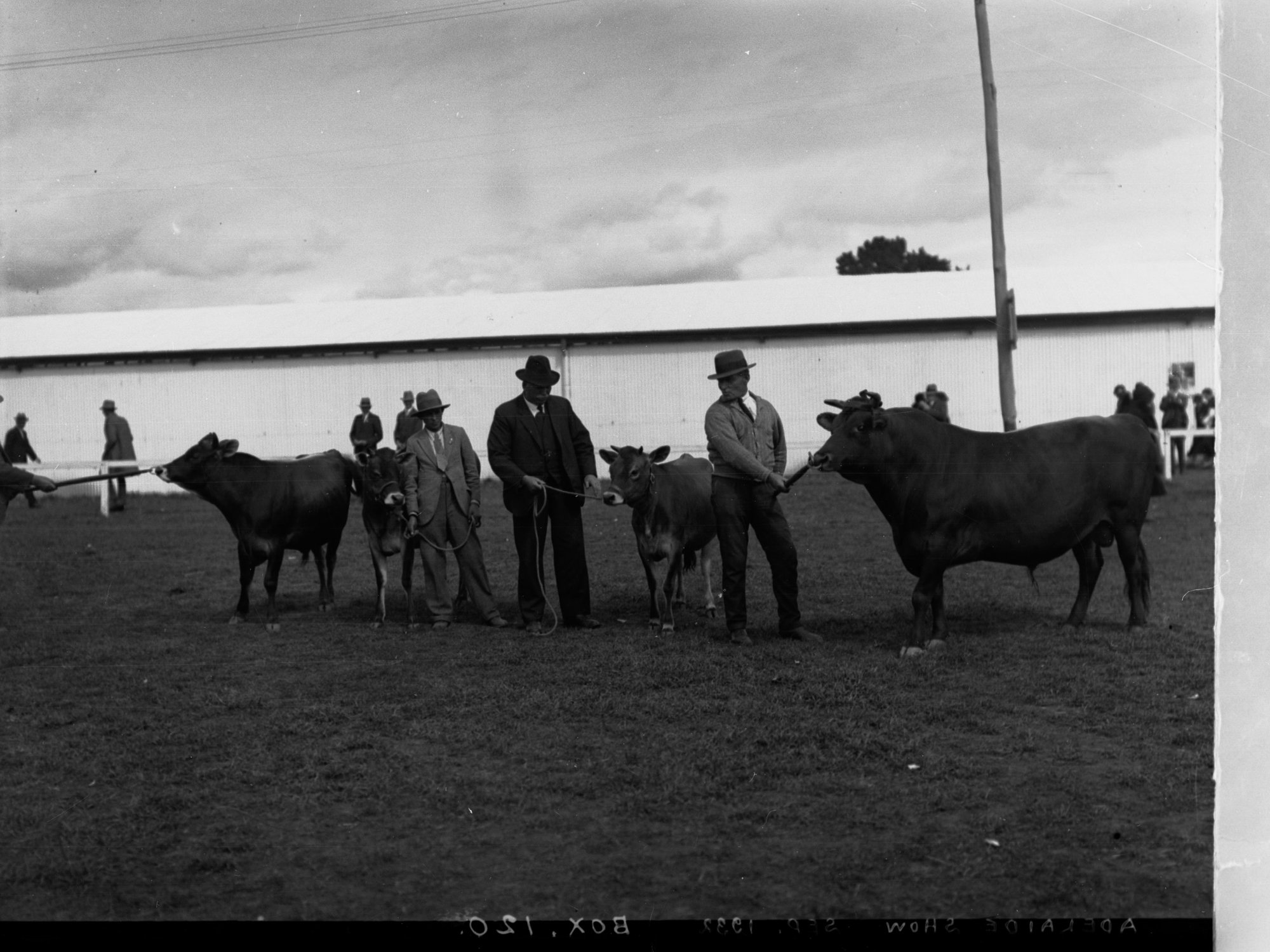 Men and bulls at Royal Adelaide Show