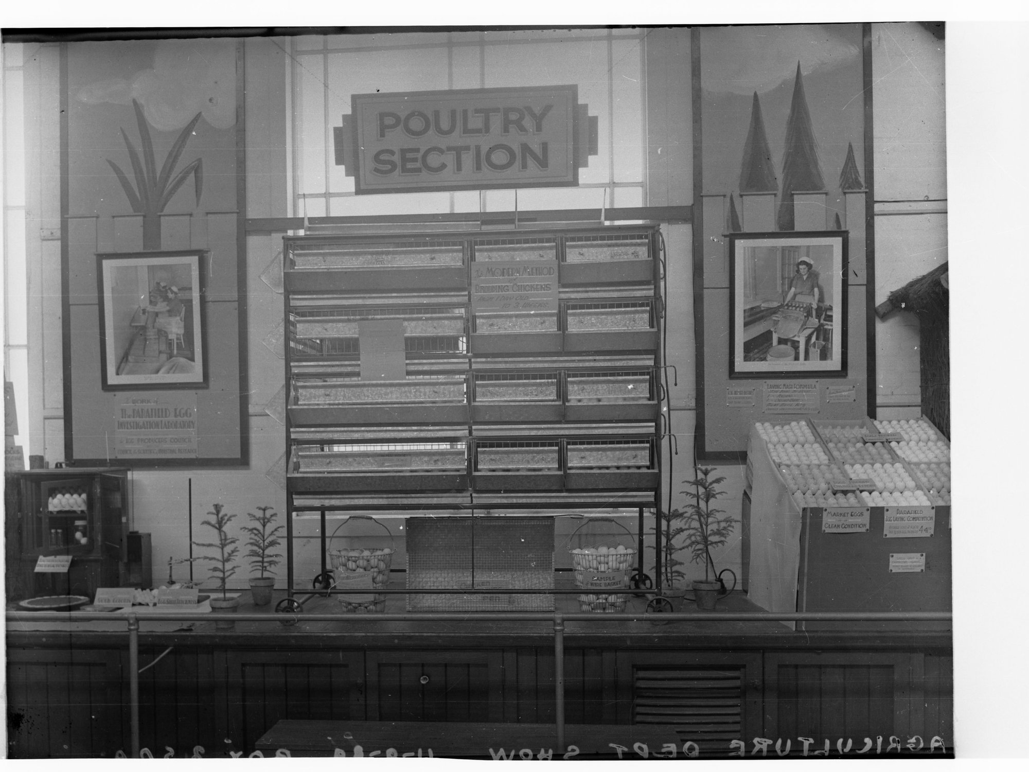 Poultry display, Agricultural Show, Royal Adelaide Show, Wayville