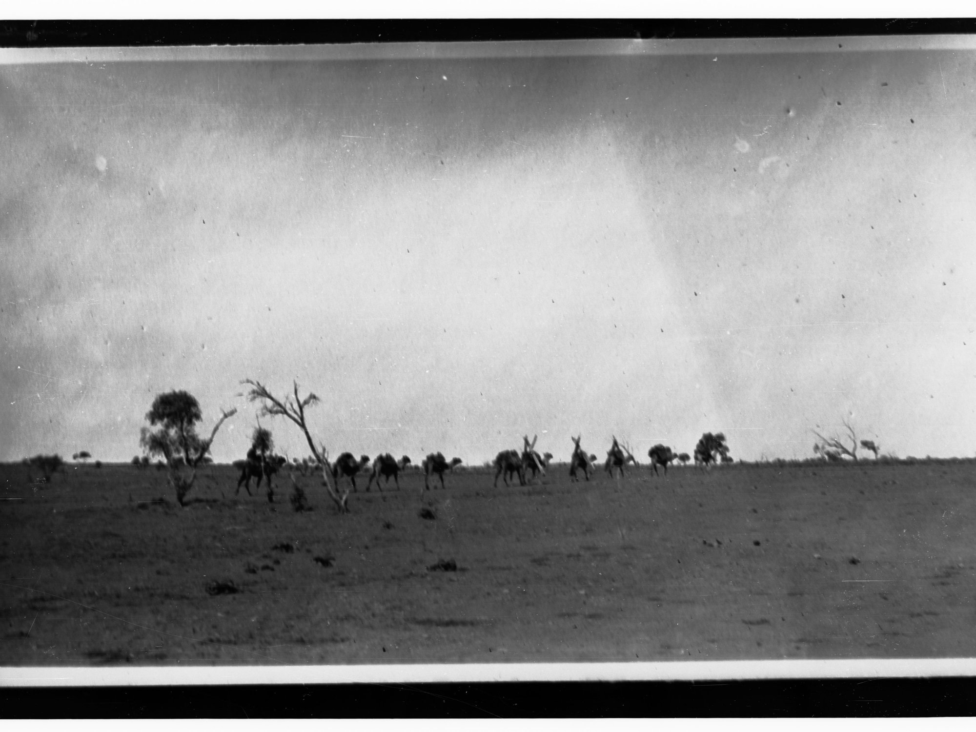 Camels in the Desert, Northern Territory