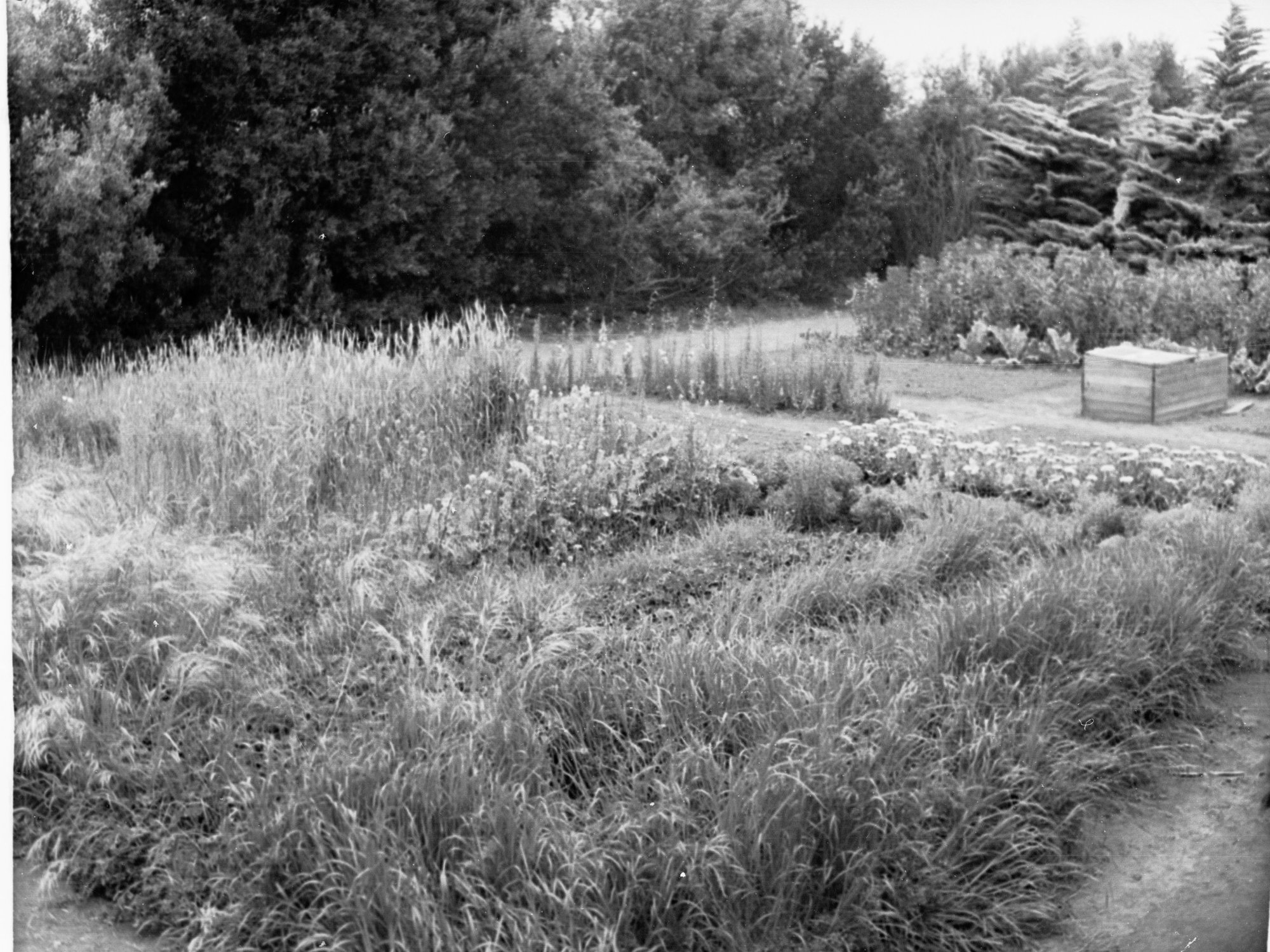 Edwardstown Primary School showing vegetable and flower garden