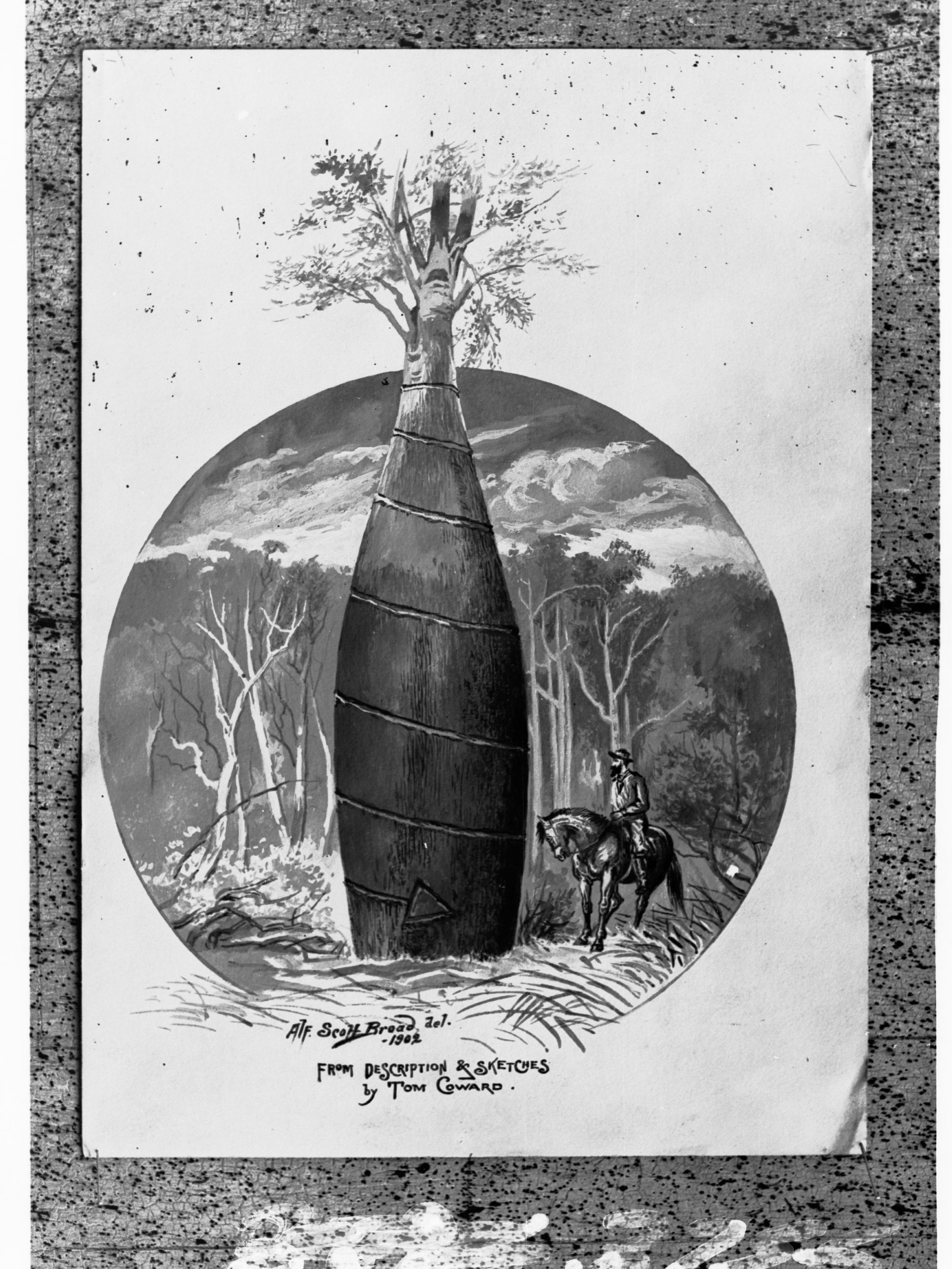 Man on horse next to a Bottle Tree (from a sketch by Tom Coward) - Northern Territory