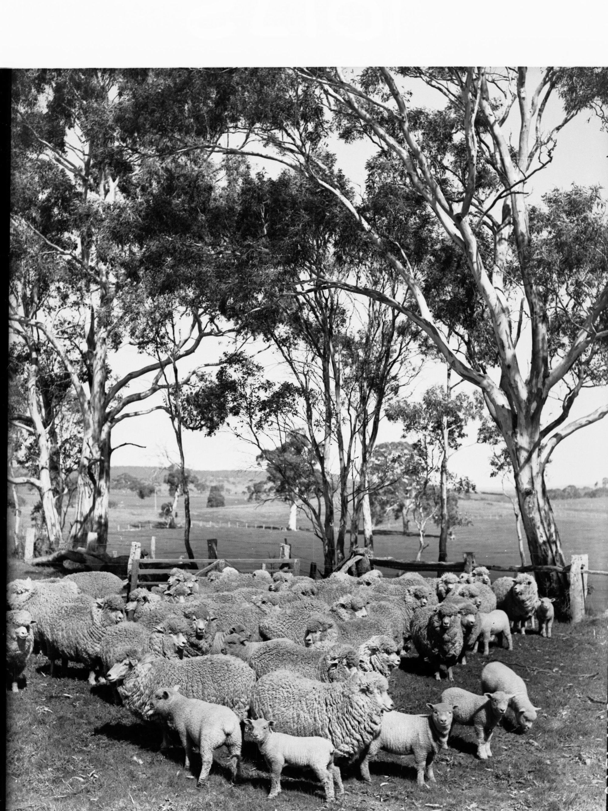 Sheep and lambs Mount Torrens