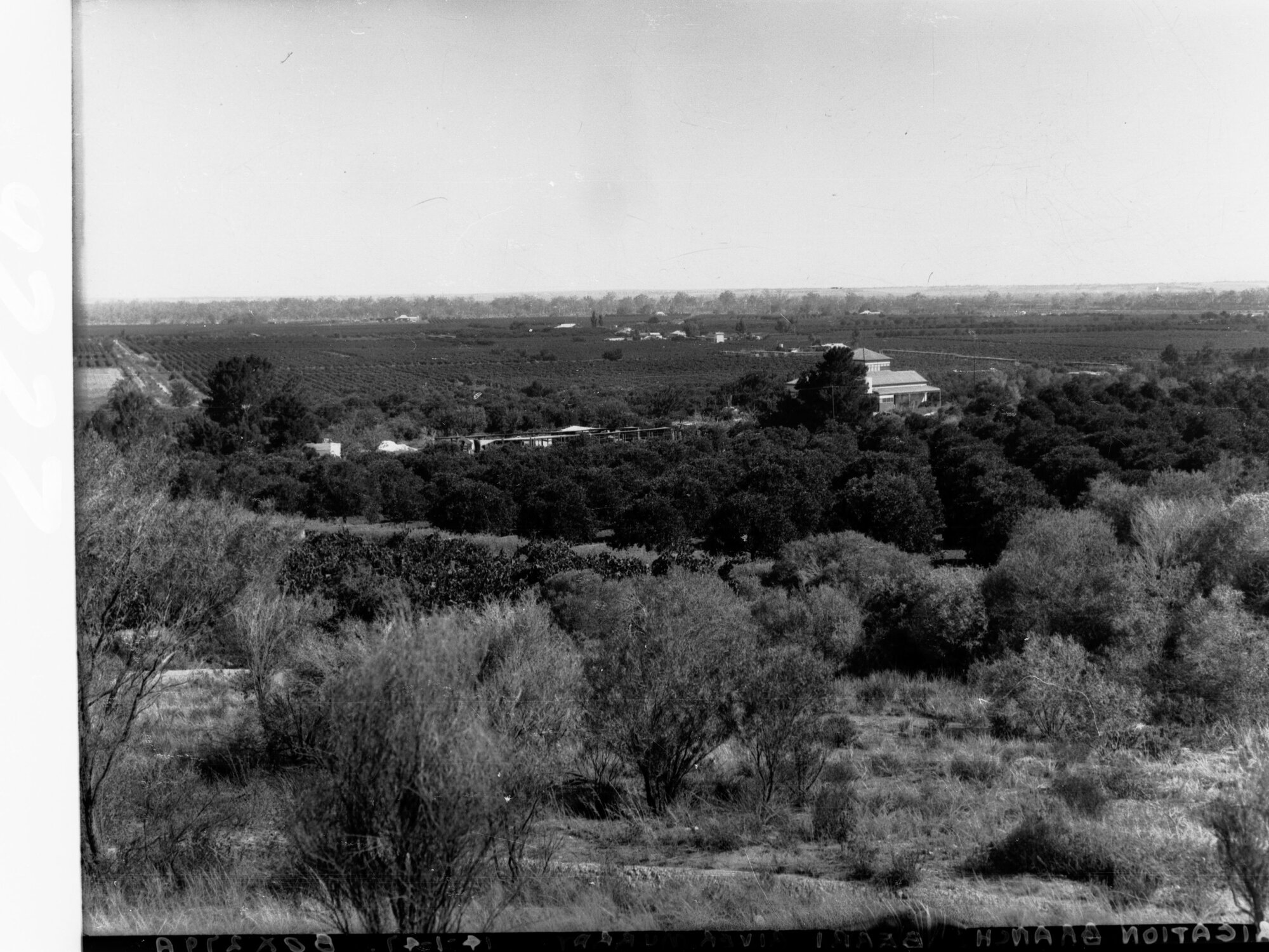 Orchard and Farm House at Berri