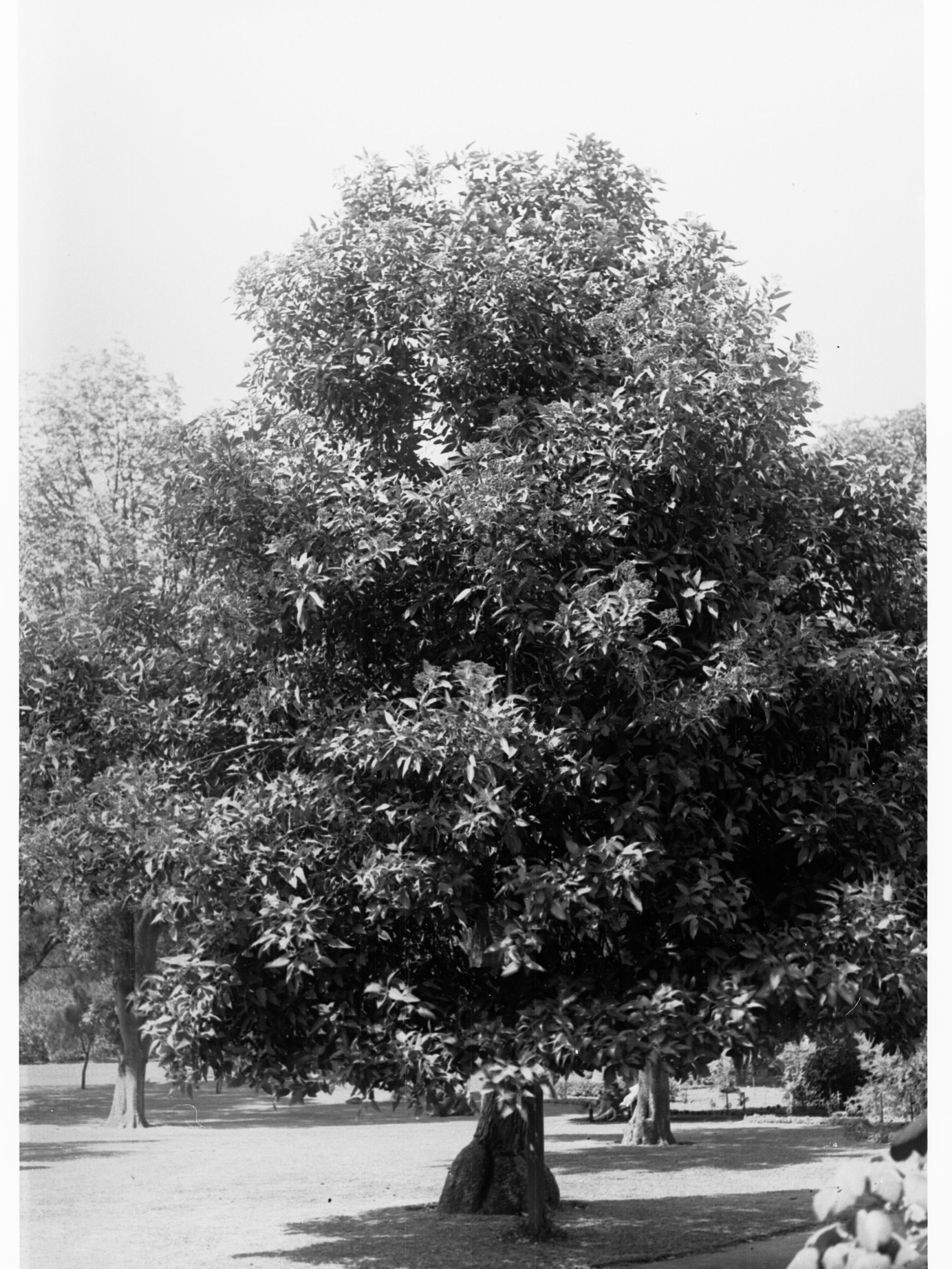 Botanic Gardens - WA Red Flowering Gum