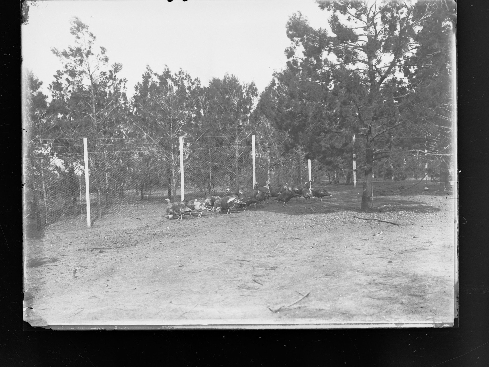 Turkeys in fenced area - Roseworthy Agricultural College