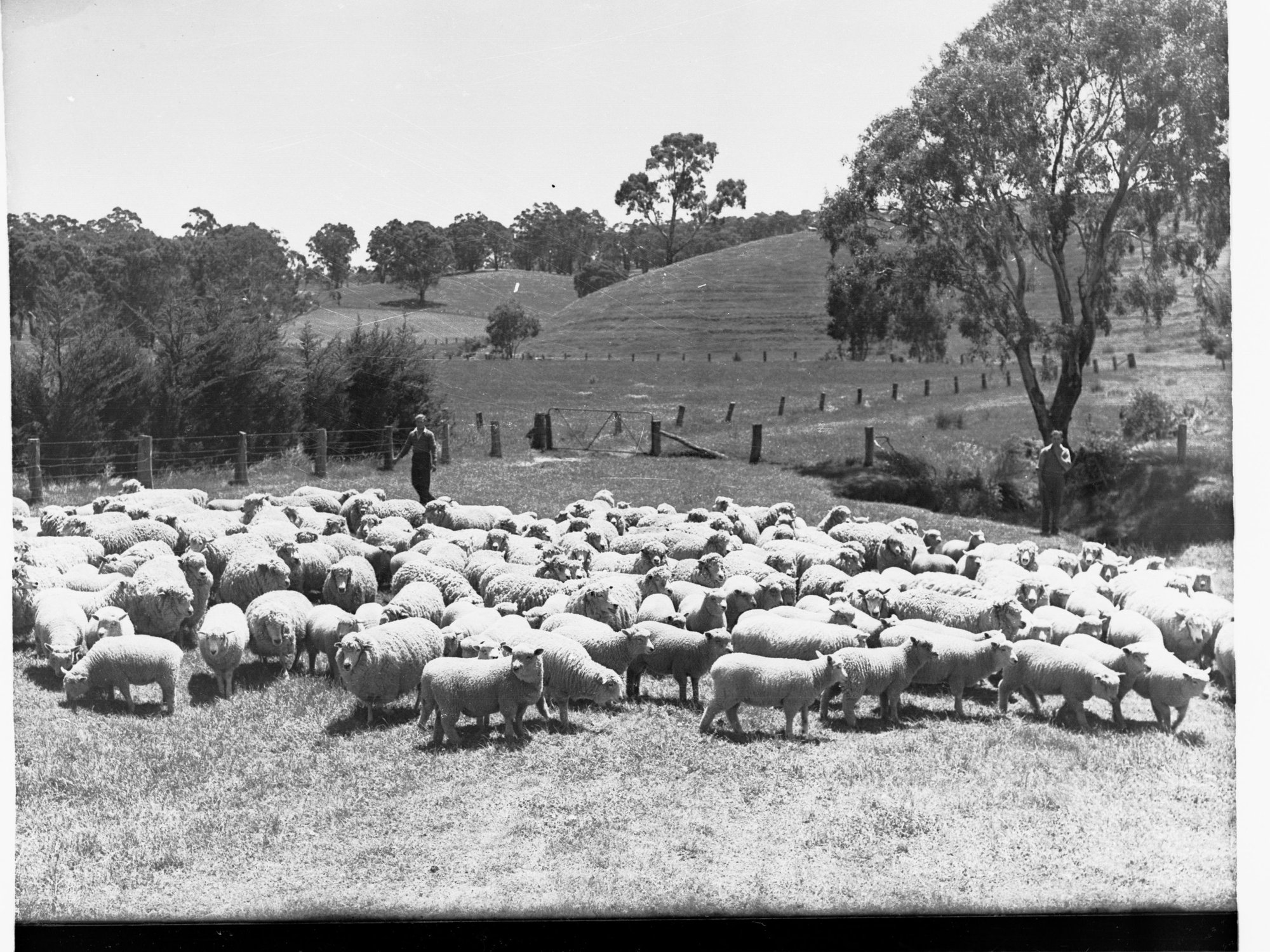 Sheep and Lambs Oakbank Shillabeer