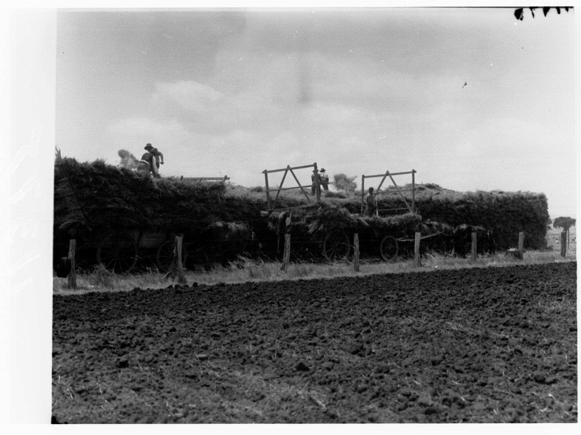 Turretfield, Government Stud Farm - Stacking Hay