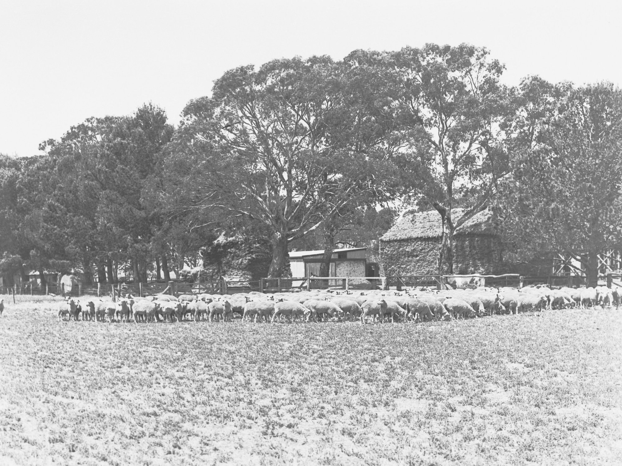Sheep on Sheep Station