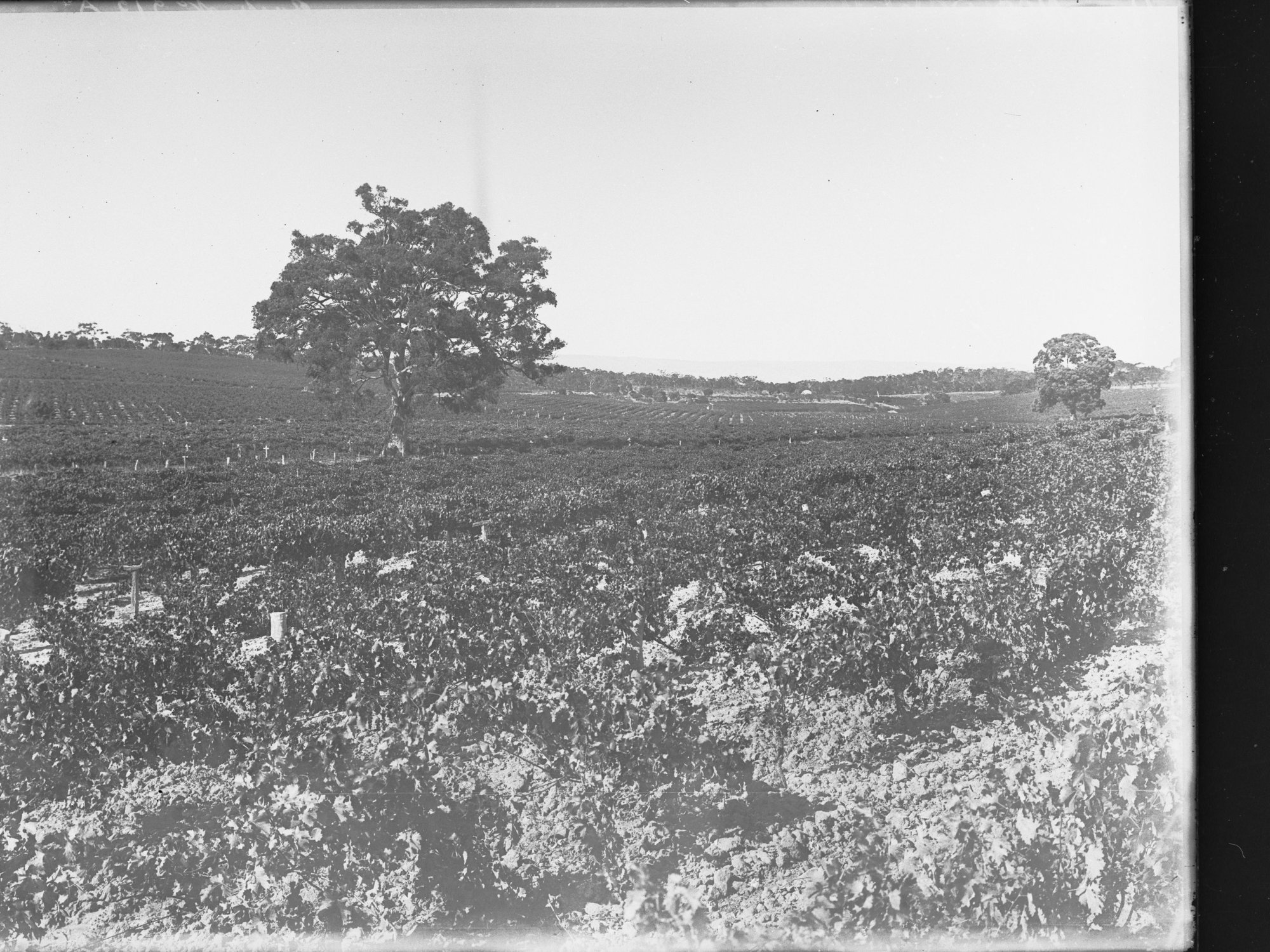 View of vineyards, area unknown