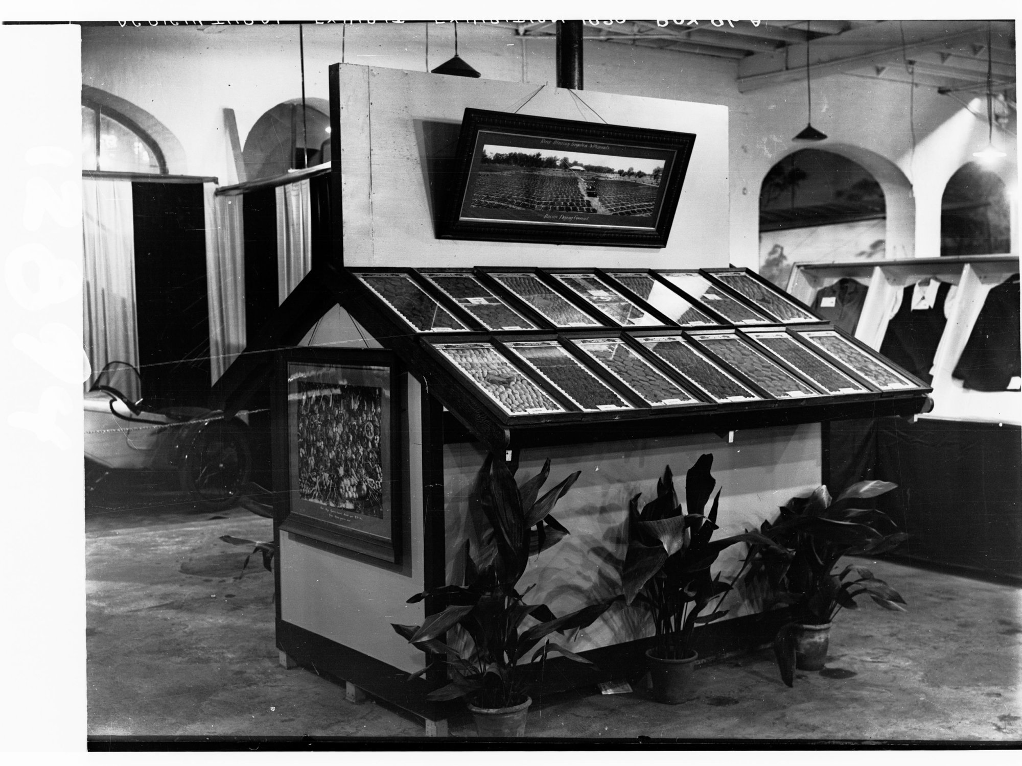 Agricultural Exhibition, dried fruits display